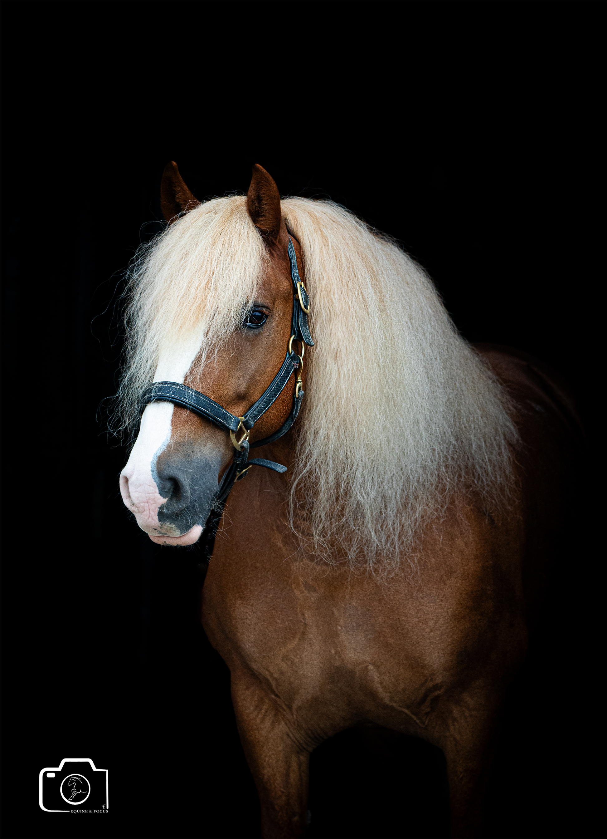 A brown horse with a flowing blonde mane wearing a black halter, standing against a dark background.