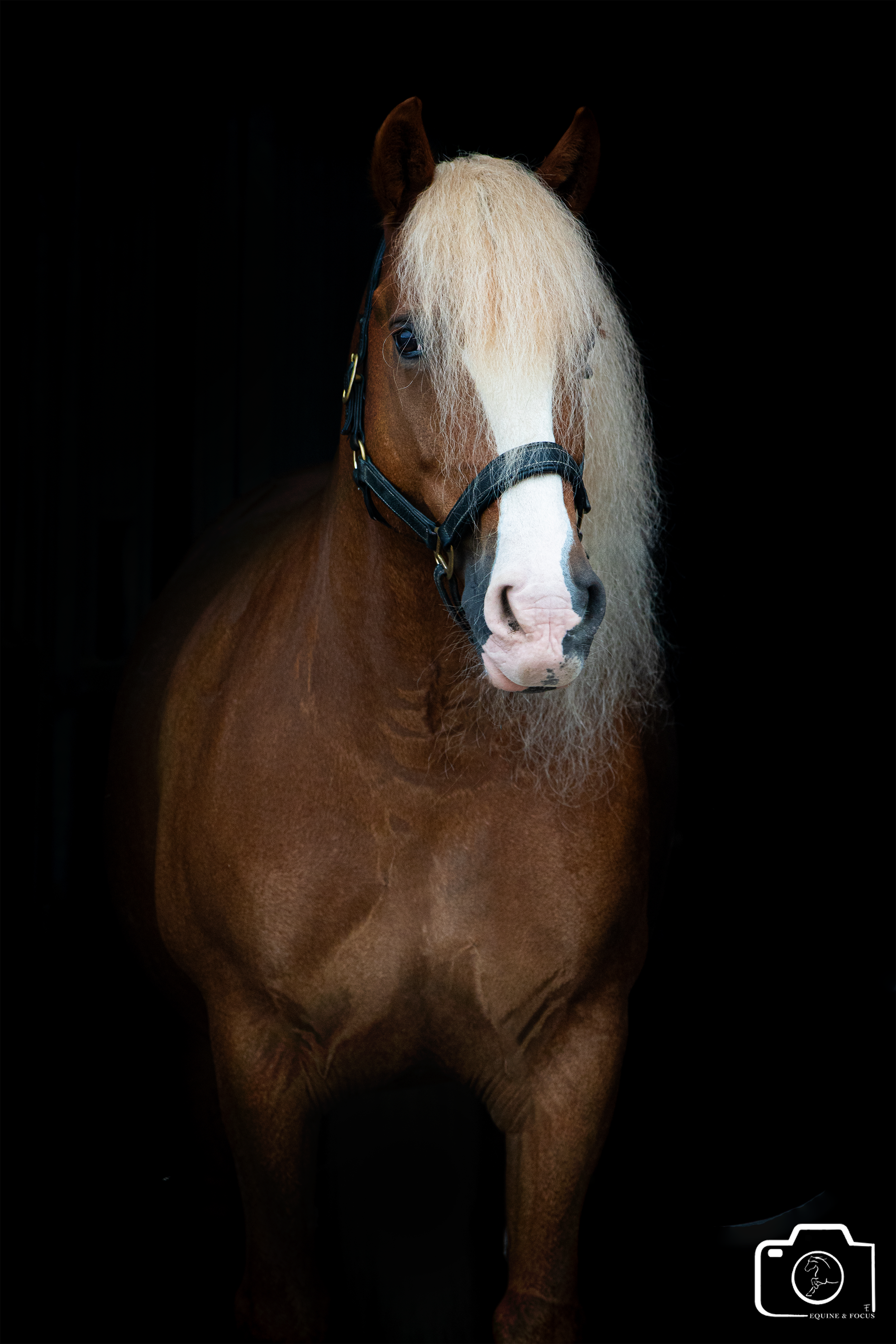 A chestnut horse with a blonde mane and pink and black nostrils, wearing a black bridle, standing against a dark background.