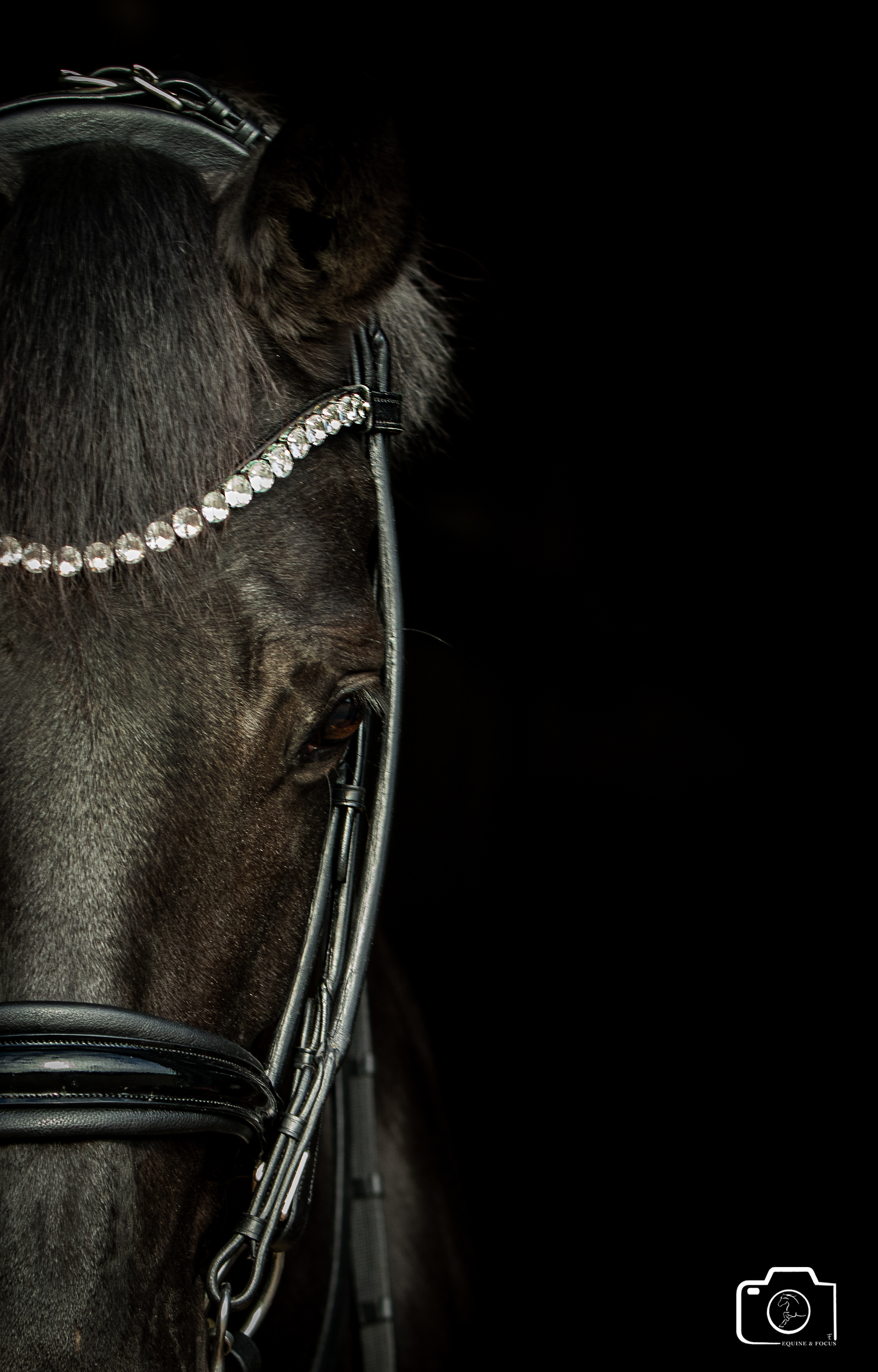 Close-up of a black horse's face with a decorative bridle featuring a crystal chain against a black background.