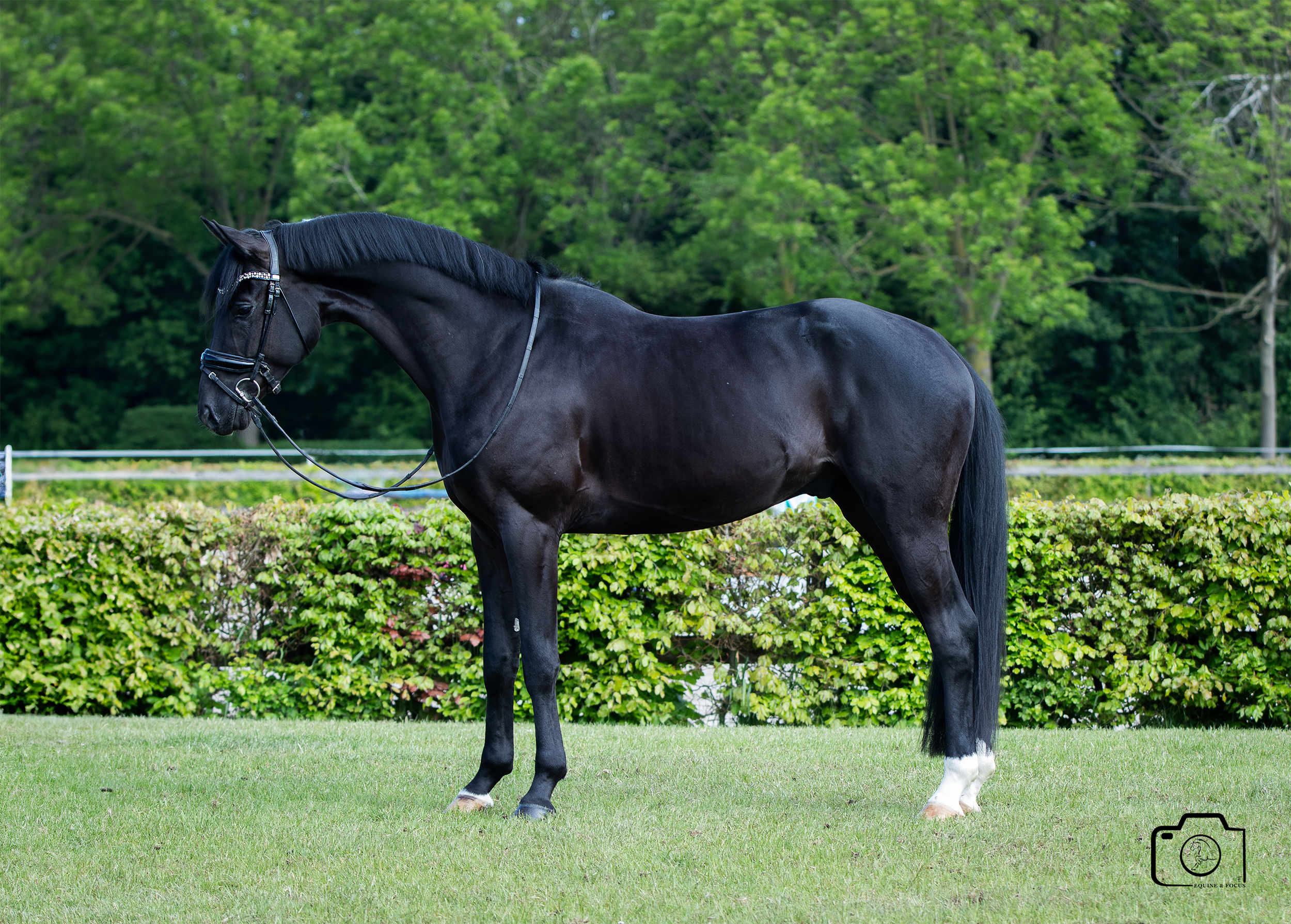 A black horse standing on a grassy field with green trees and shrubbery in the background, wearing a bridle and reins.