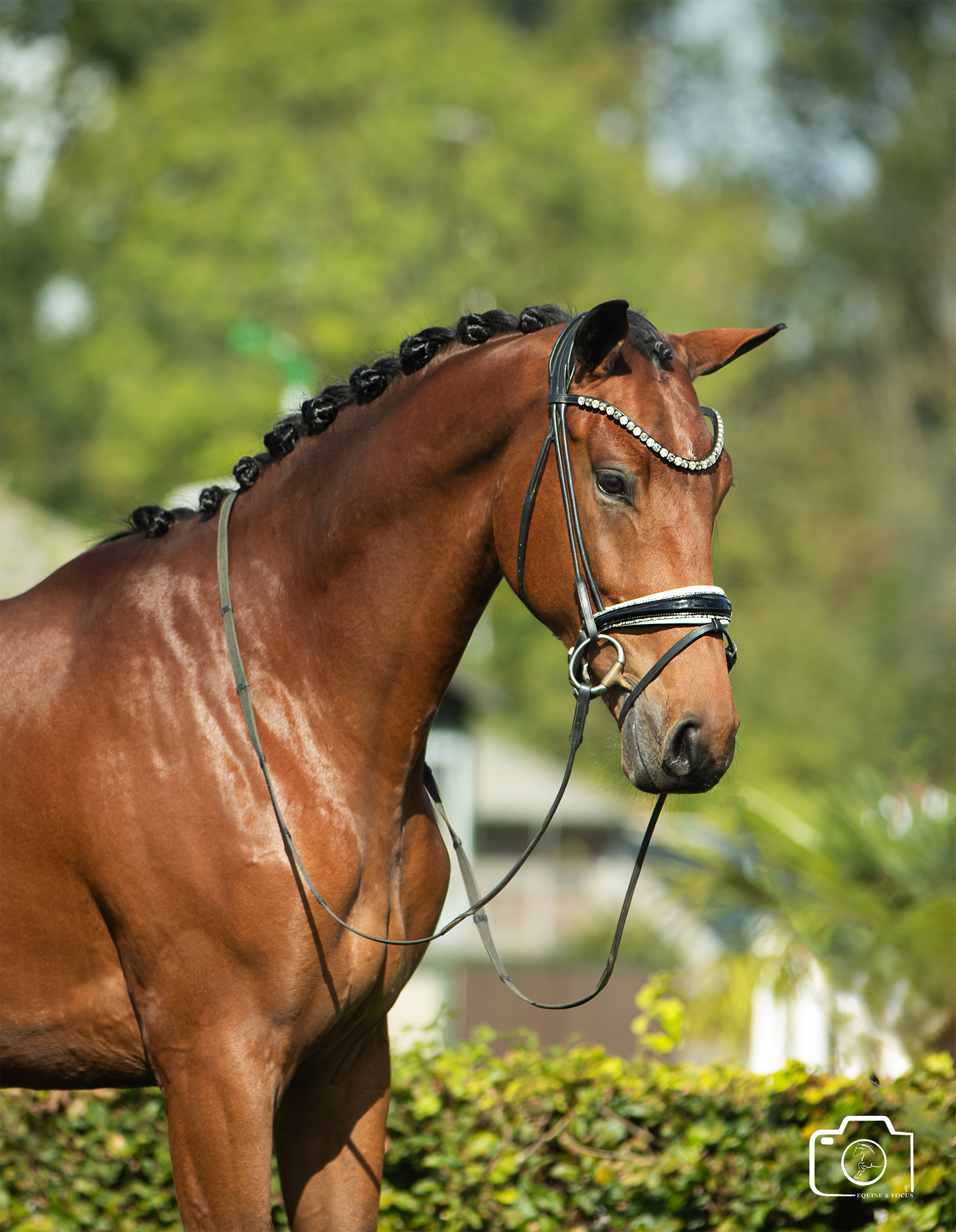 A brown horse with braided mane wearing decorative bridle with rhinestones, standing outdoors with green trees and bushes in the background.