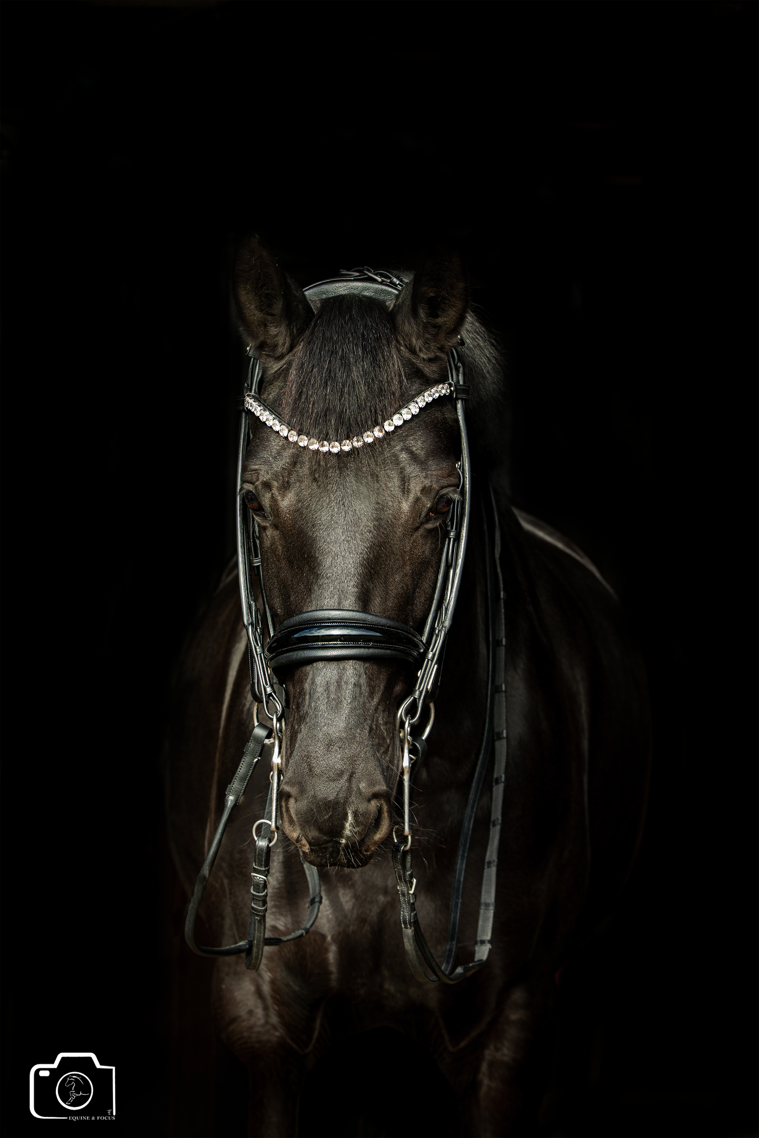 A black horse wearing a bridle with a diamond-studded browband against a black background.