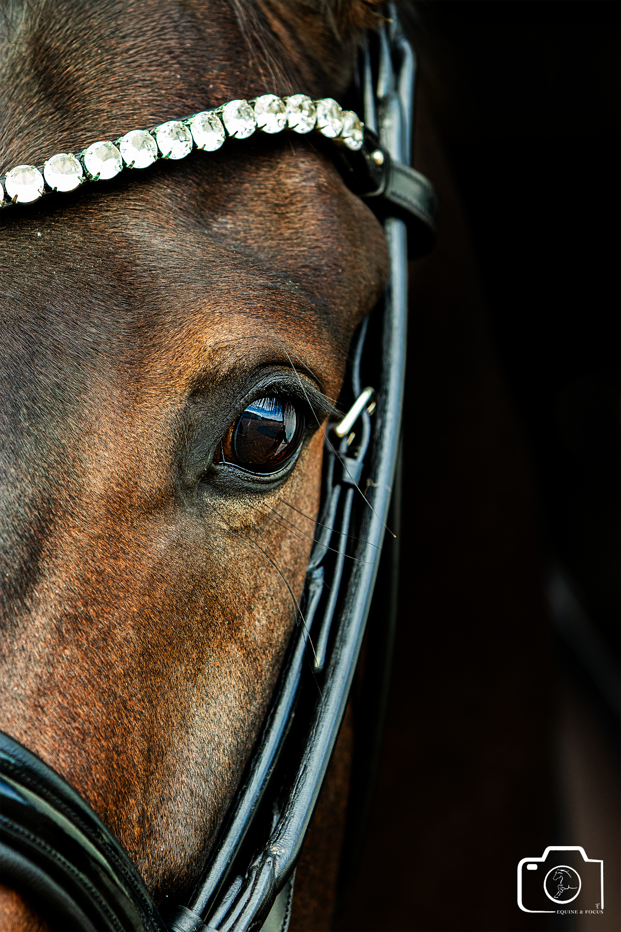 Close-up of a horse's face with a bridle and rhinestone browband, showing its eye and detailed coat.