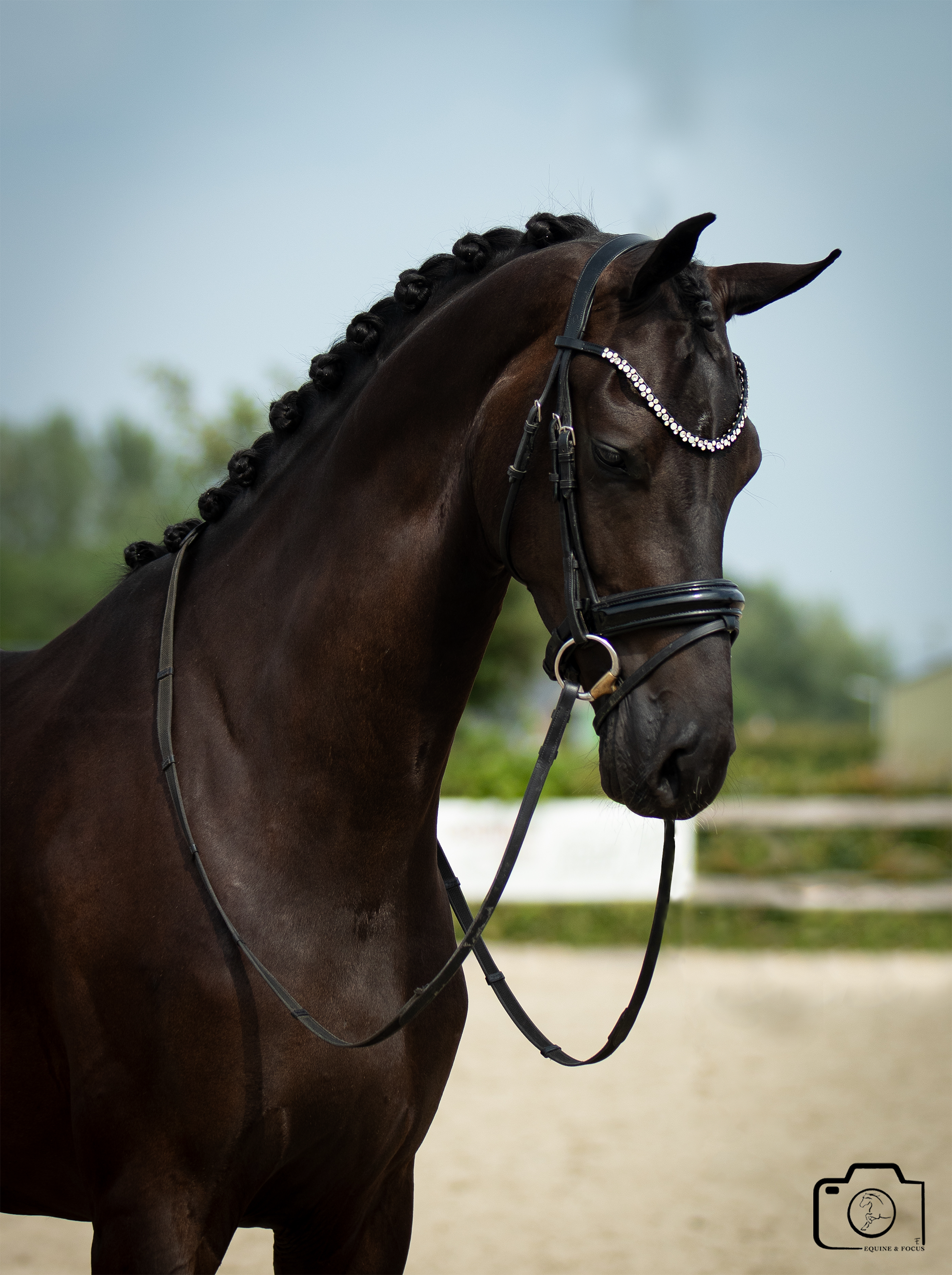 A dark brown horse with braided mane, wearing a black bridle decorated with rhinestones, stands outdoors on a cloudy day.