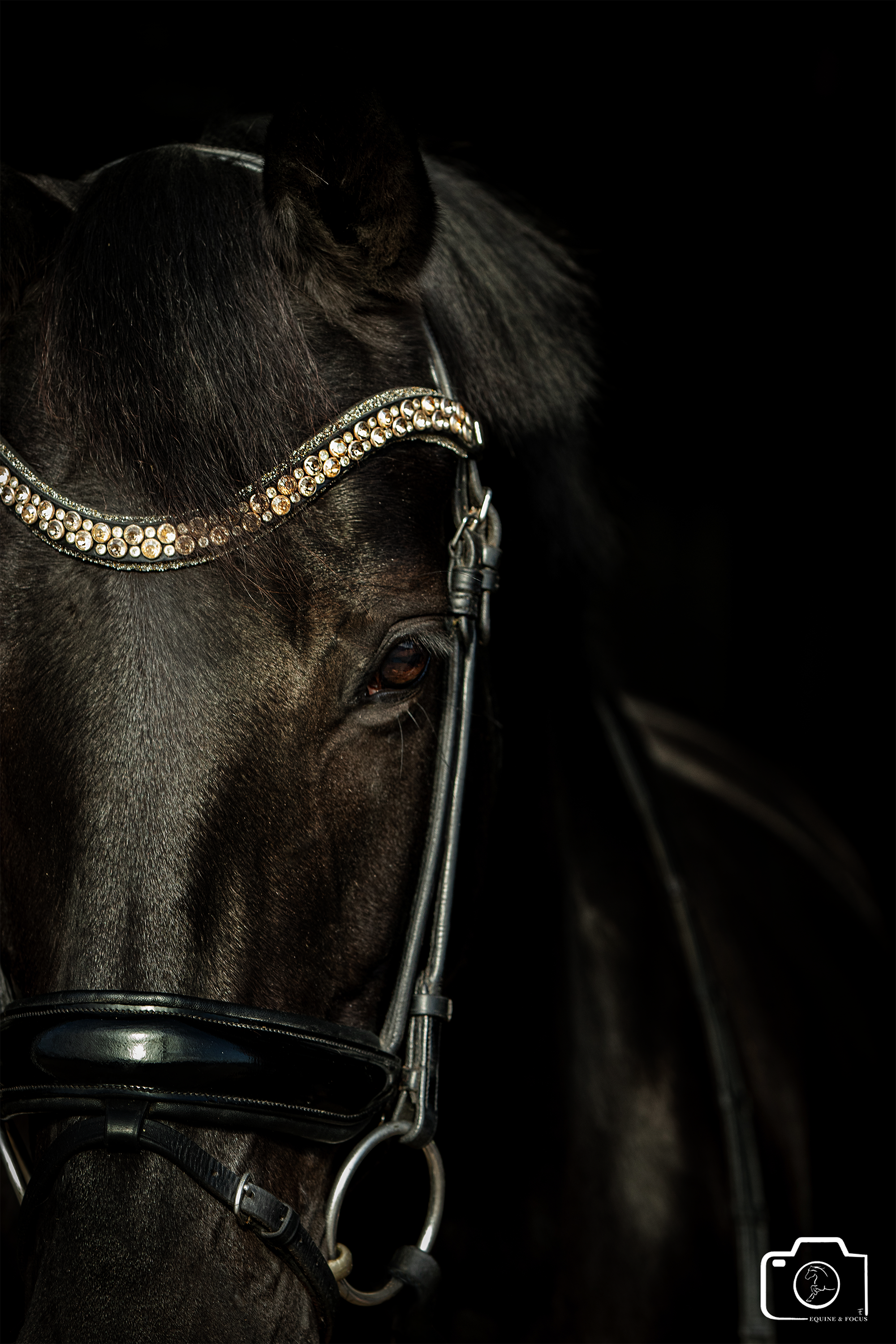 Close-up of a black horse's face with a sparkling rhinestone bridle, set against a dark background.