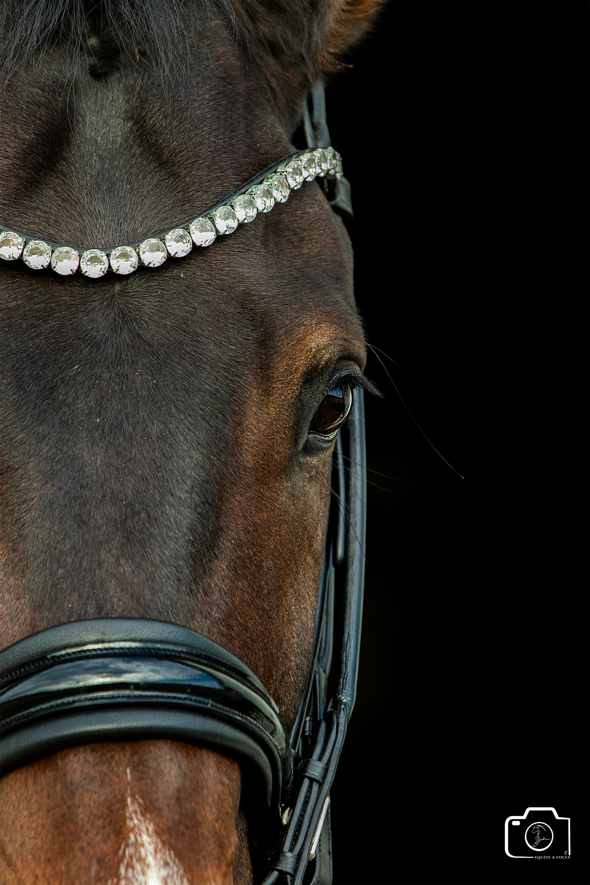 Close-up of a brown horse's face with a diamond-studded bridle against a black background.