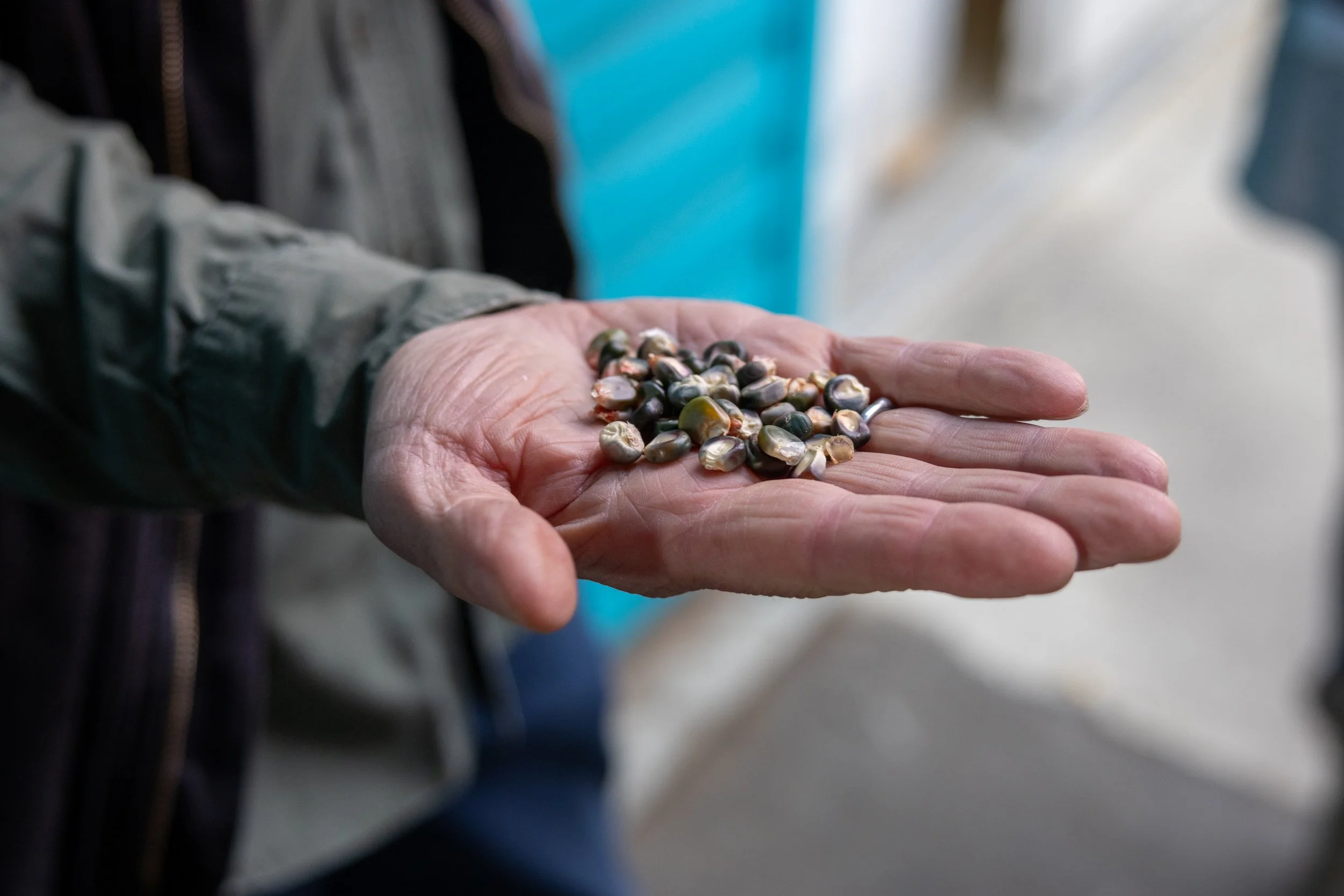 Ancient Grain, Portland Roots: The Story of Three Sisters Nixtamal