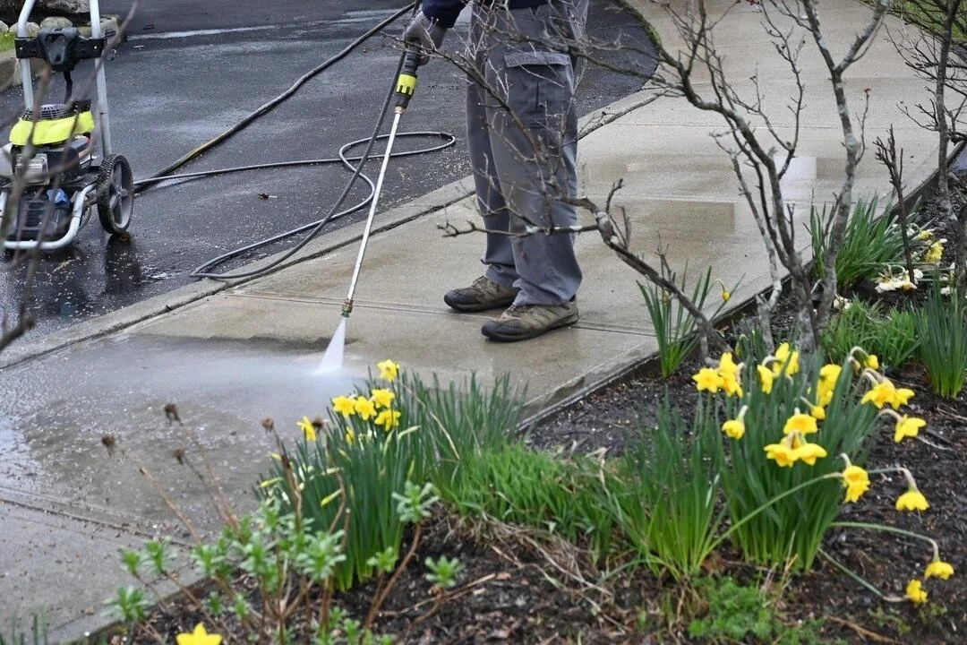 A person pressure washing a concrete sidewalk outdoors, with yellow flowers and green plants nearby.