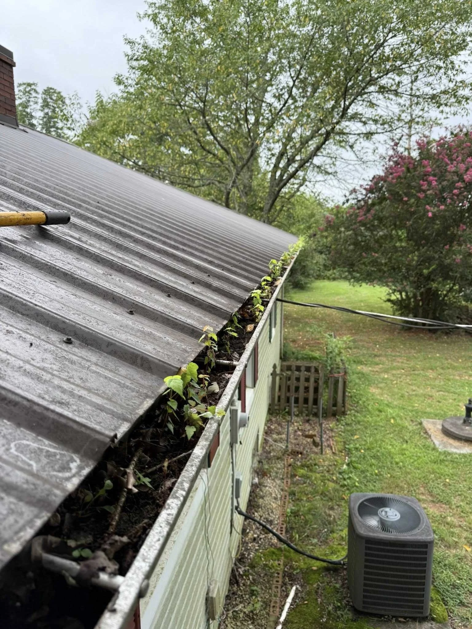 Side view of a house's sloped metal roof with small green plants growing along the edge, overgrown yard with trees and pink flowering bush, and an air conditioning unit outside.