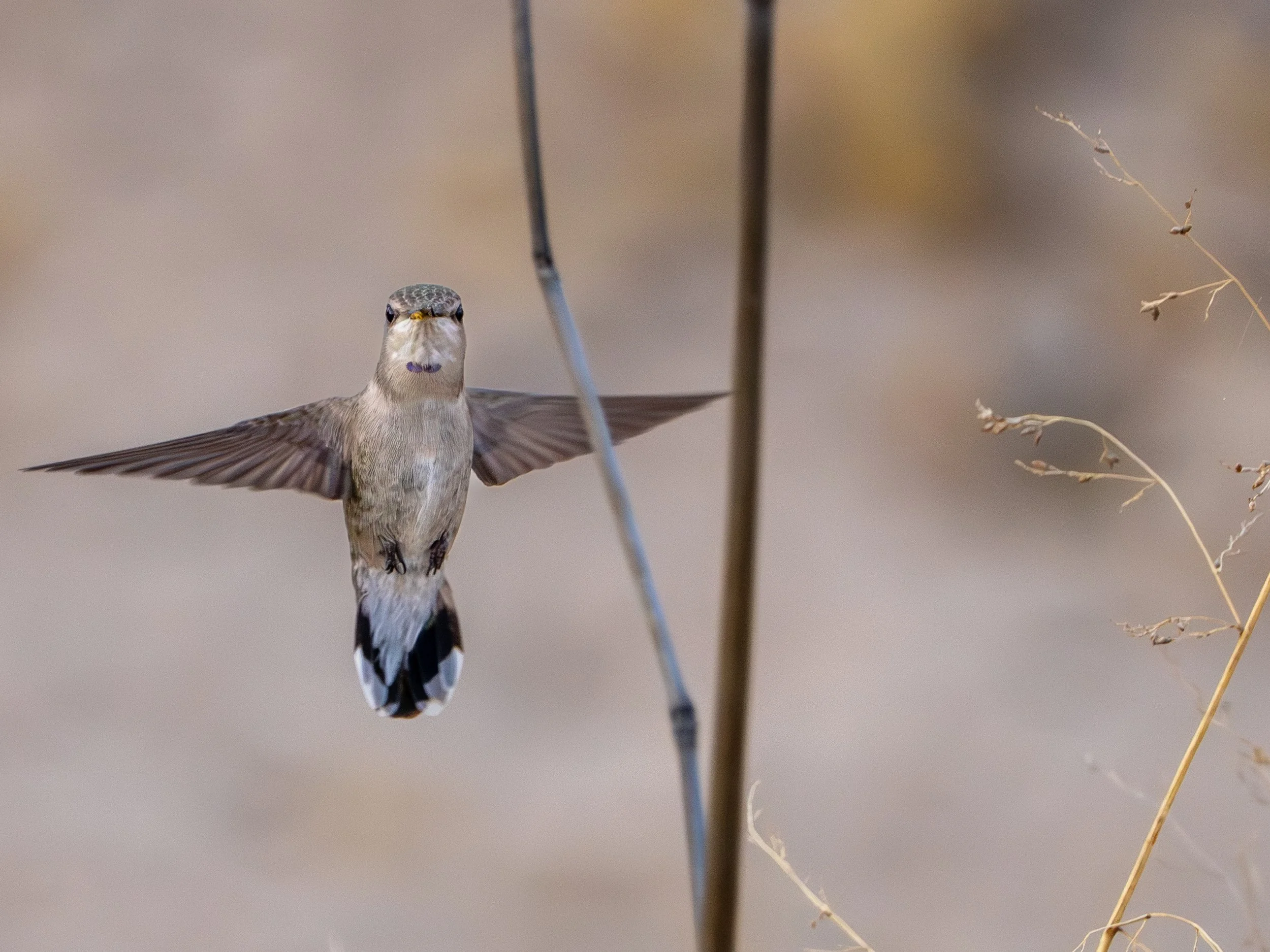 4-23-26 photo walk-1.jpg