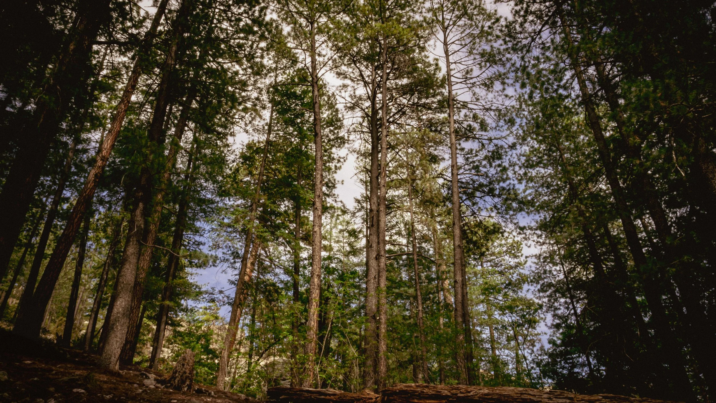 Mt. Lemmon Hike