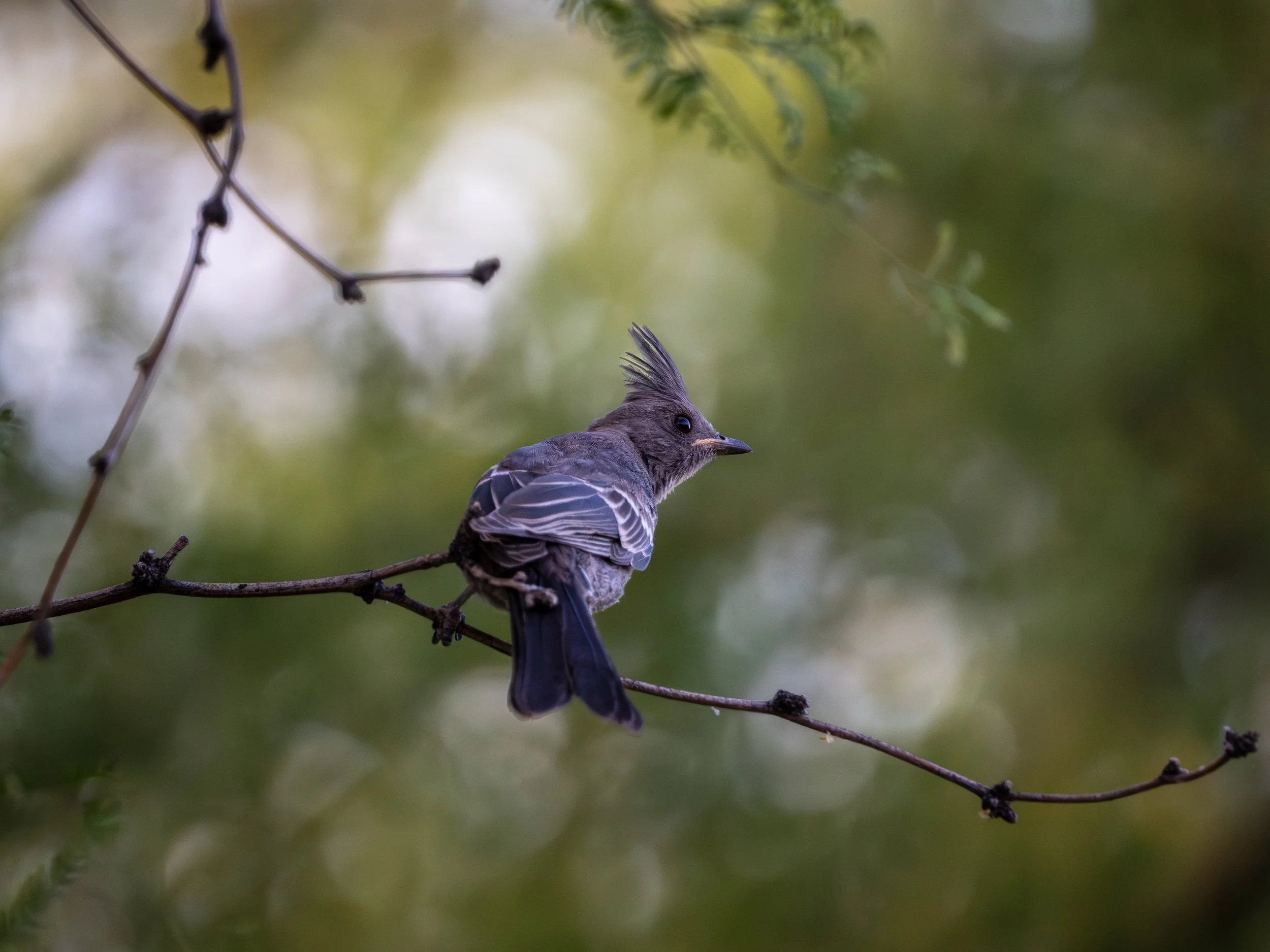 4-23-26 photo walk-5.jpg