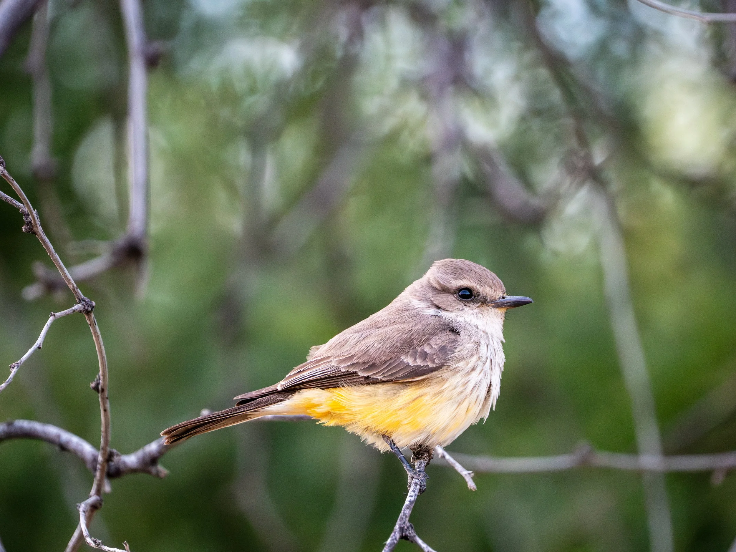 4-23-26 photo walk-4.jpg