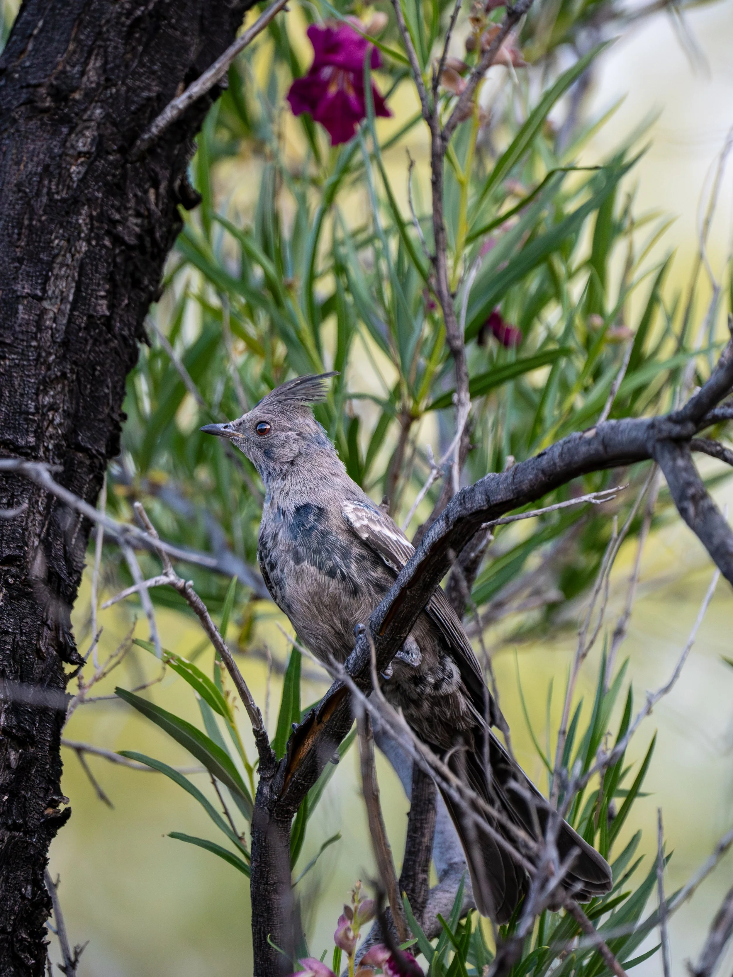 4-23-26 photo walk-3.jpg