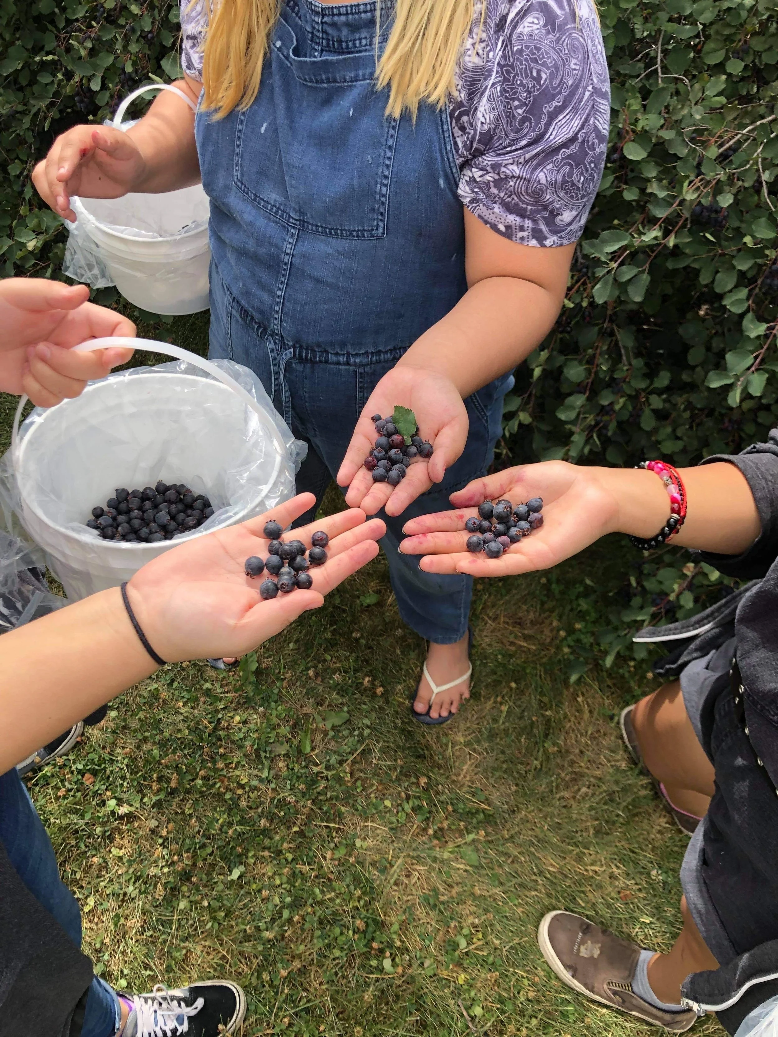 Children harvesting and holding freshly picked blueberries