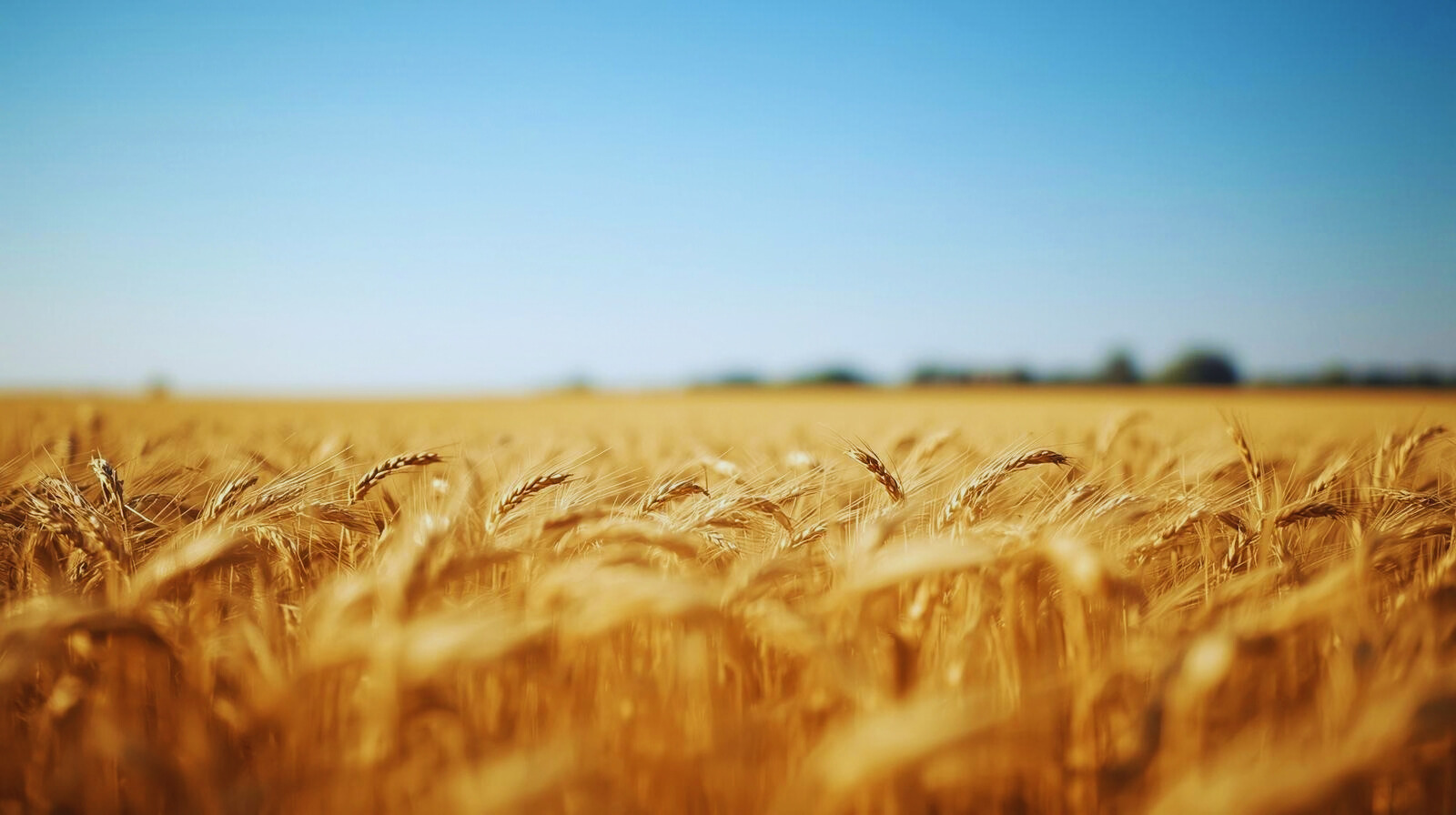 A golden wheat field under a clear blue sky.