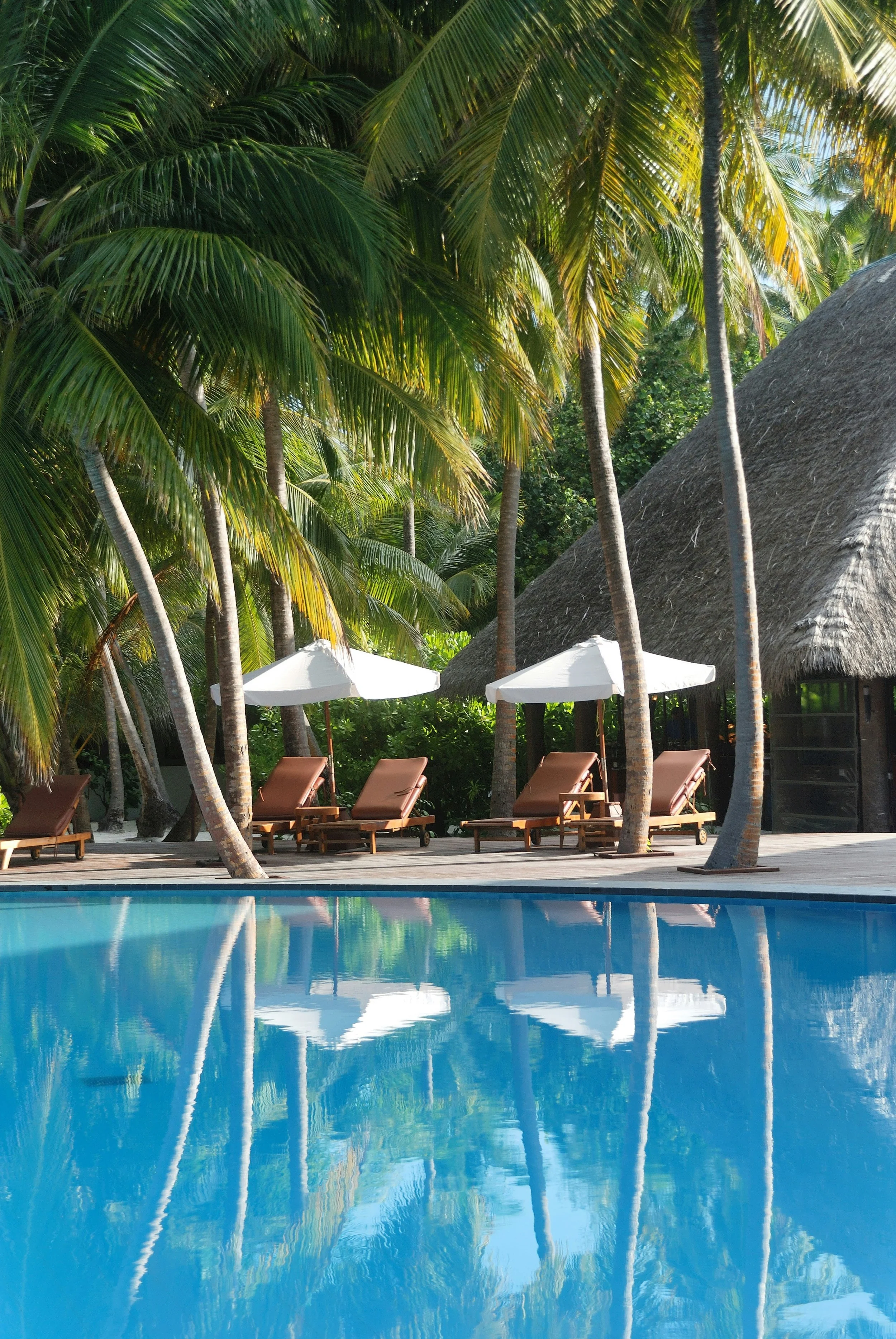 Poolside area with lounge chairs and umbrellas under tall palm trees, thatched roof hut in background, calm reflection on water.