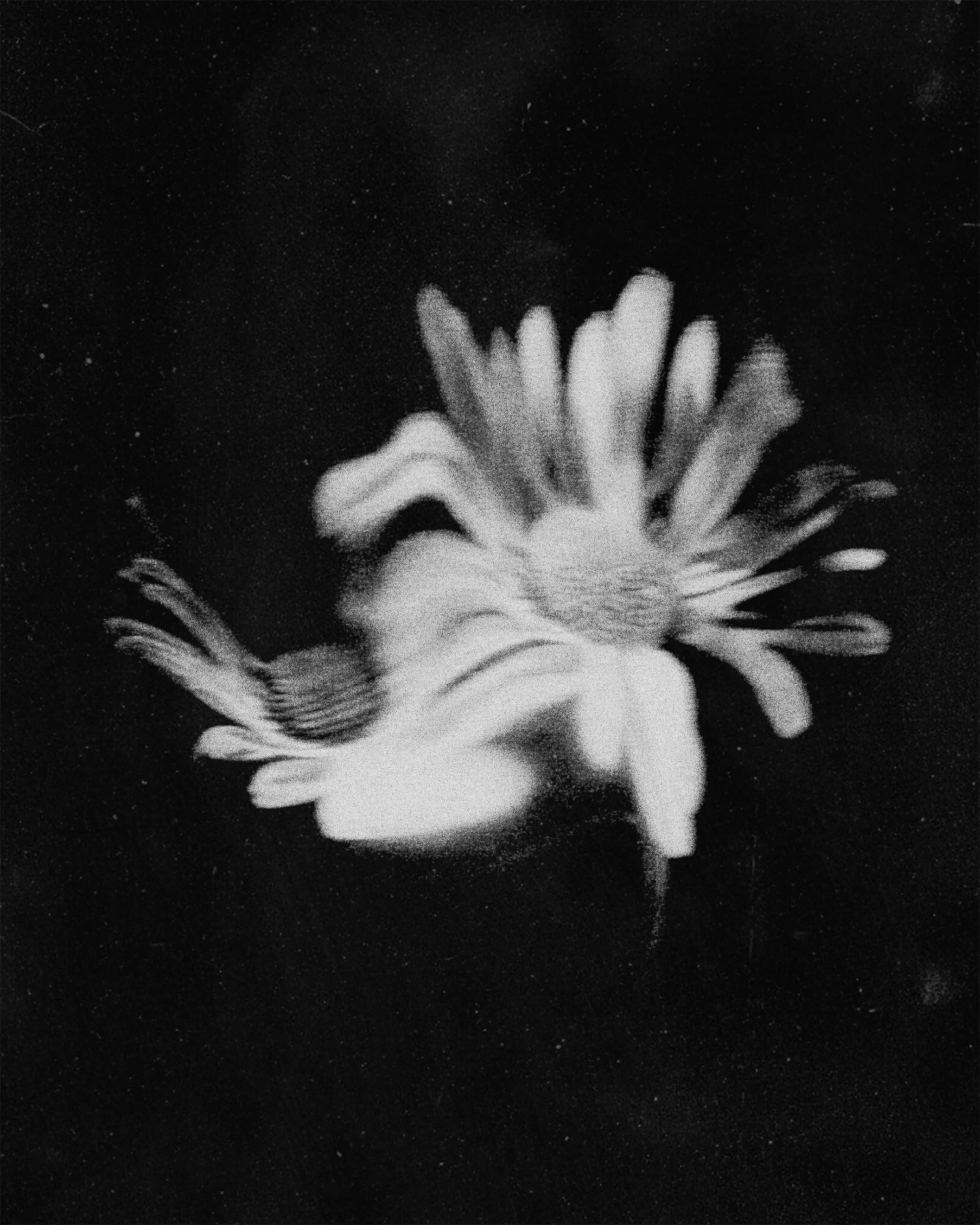 Black and white photo of a flower with multiple petal layers, shown from above against a dark background.