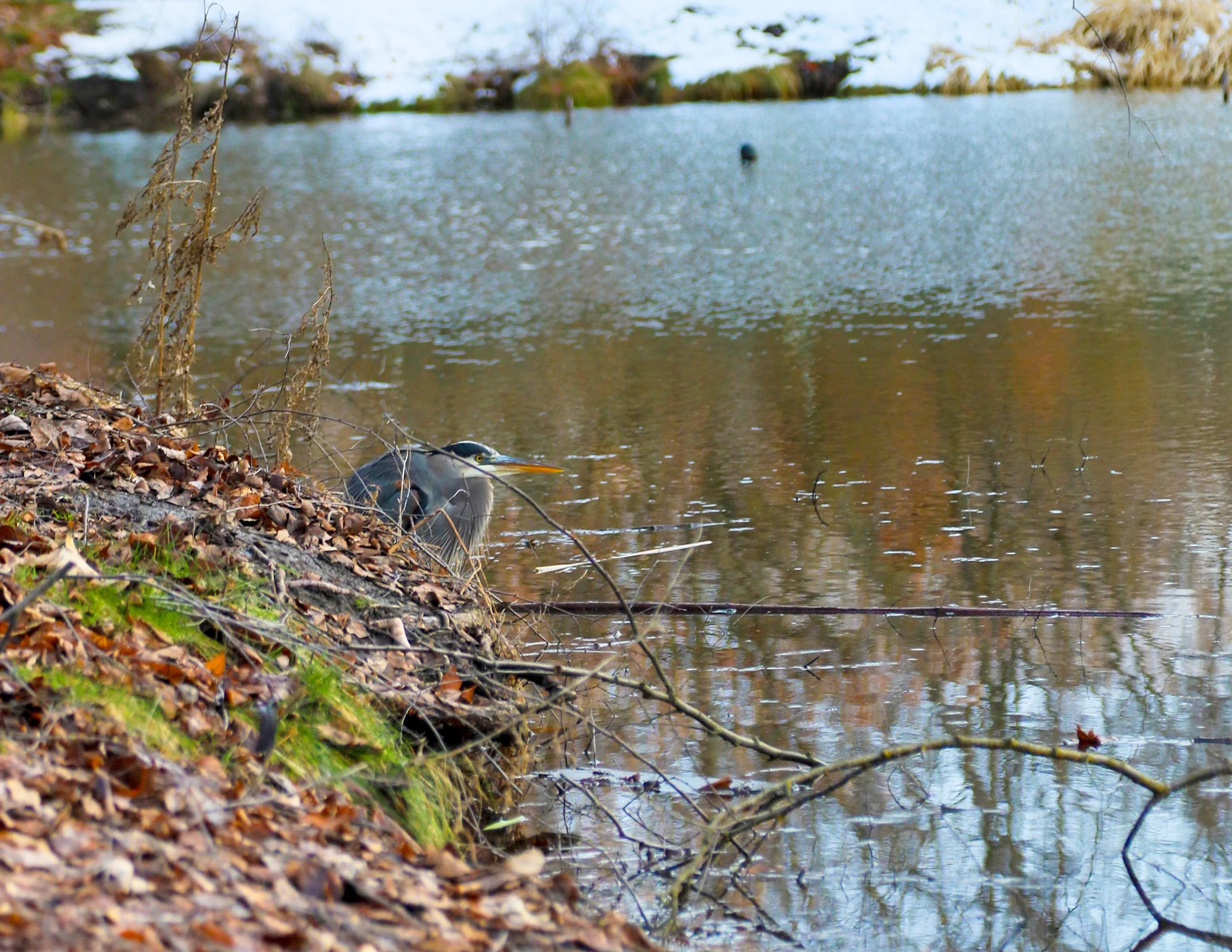 GreatBlueHeron1.0.jpg