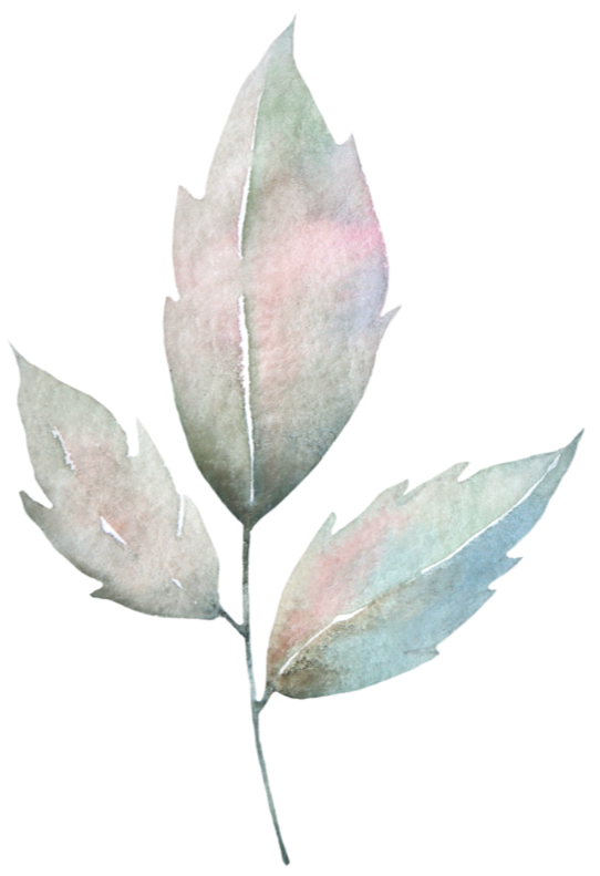 Illuminate Play Therapy - botanical graphic