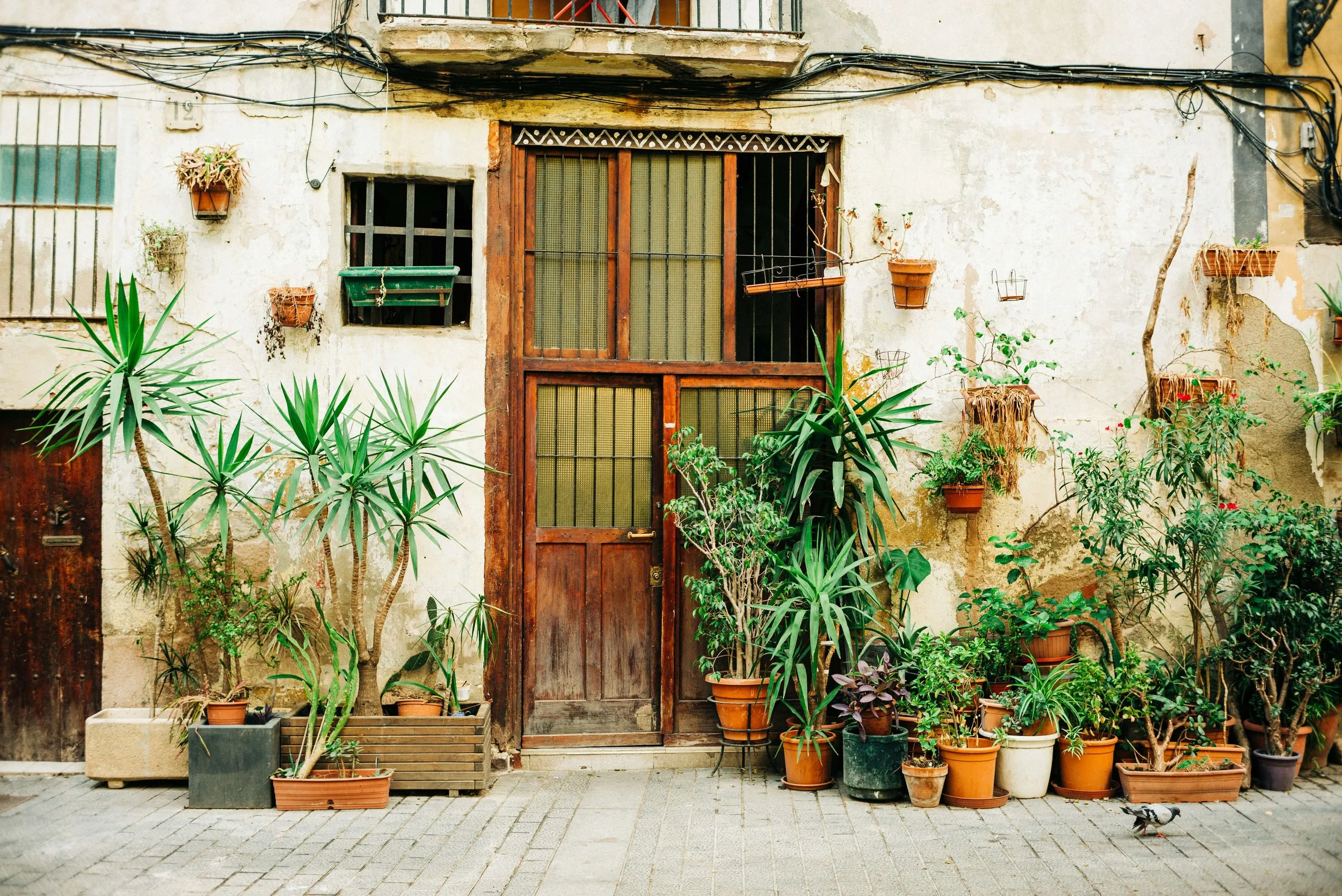 A rustic wooden door set in a worn, white wall, surrounded by various potted plants and greenery on a paved sidewalk.