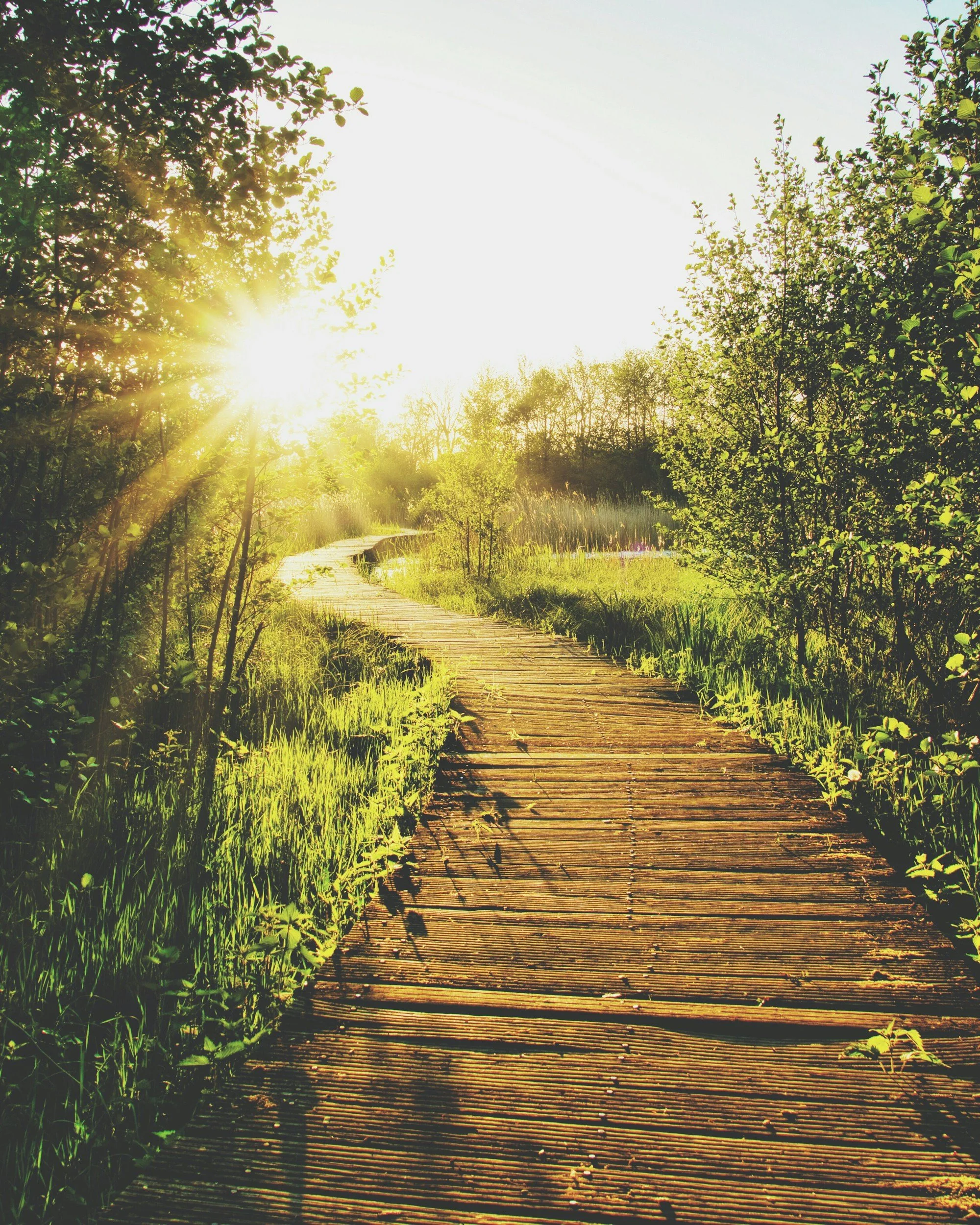 Sunlit wooden boardwalk winding through green foliage and trees during sunrise or sunset.