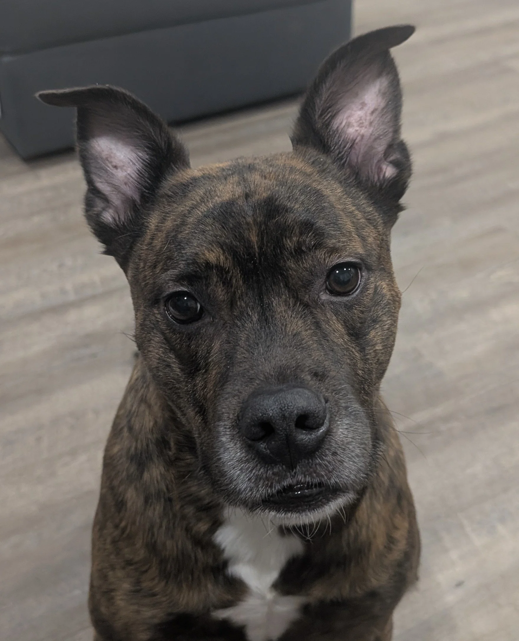 Custom handcrafted Staffy mix dog statue from photo - Your Pet's Legacy