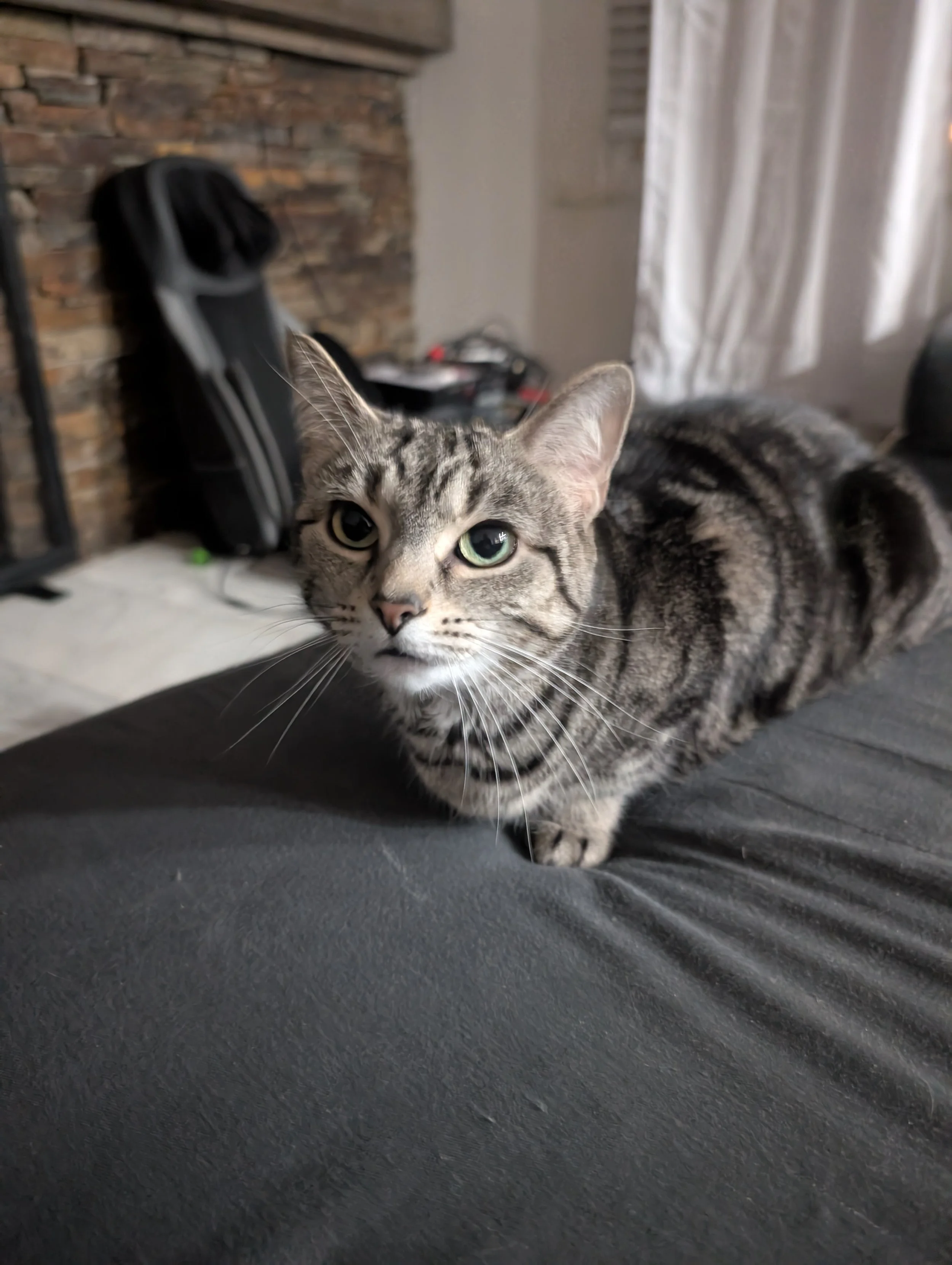 A gray tabby cat with green eyes laying on a black surface indoors, with a brick wall, window with white curtains, and a guitar case in the background Customer photo submitted for custom pet statue order.