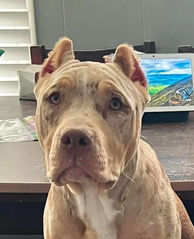 Close-up of a light brown pitbull dog with blue eyes sitting on a desk in an office, with a laptop and papers in the background.
