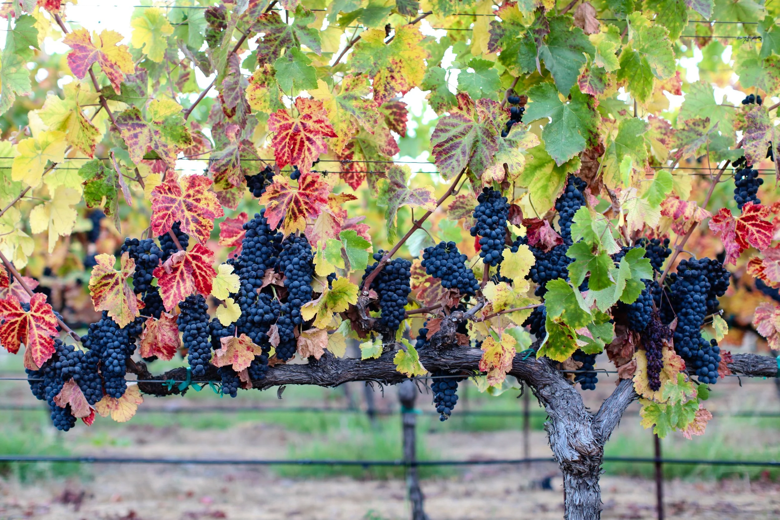 Why Harvest Season Is Such a Special Time to Visit Wine Country