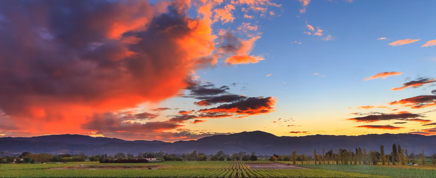 Wild Vine Napa Valley Biking, Hiking, and Wine Tours
