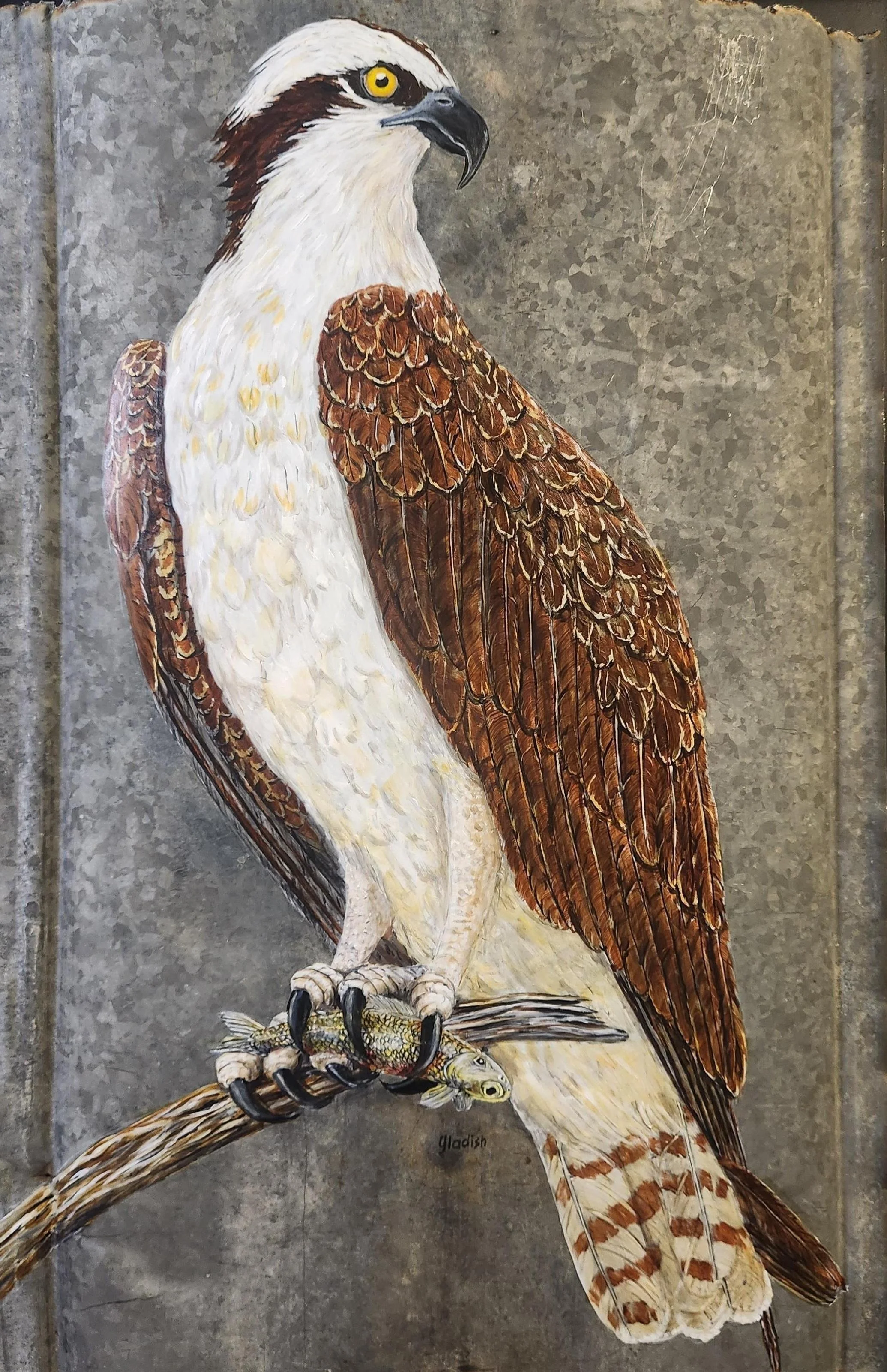 Gladish, Ron - Osprey  Prey.jpg