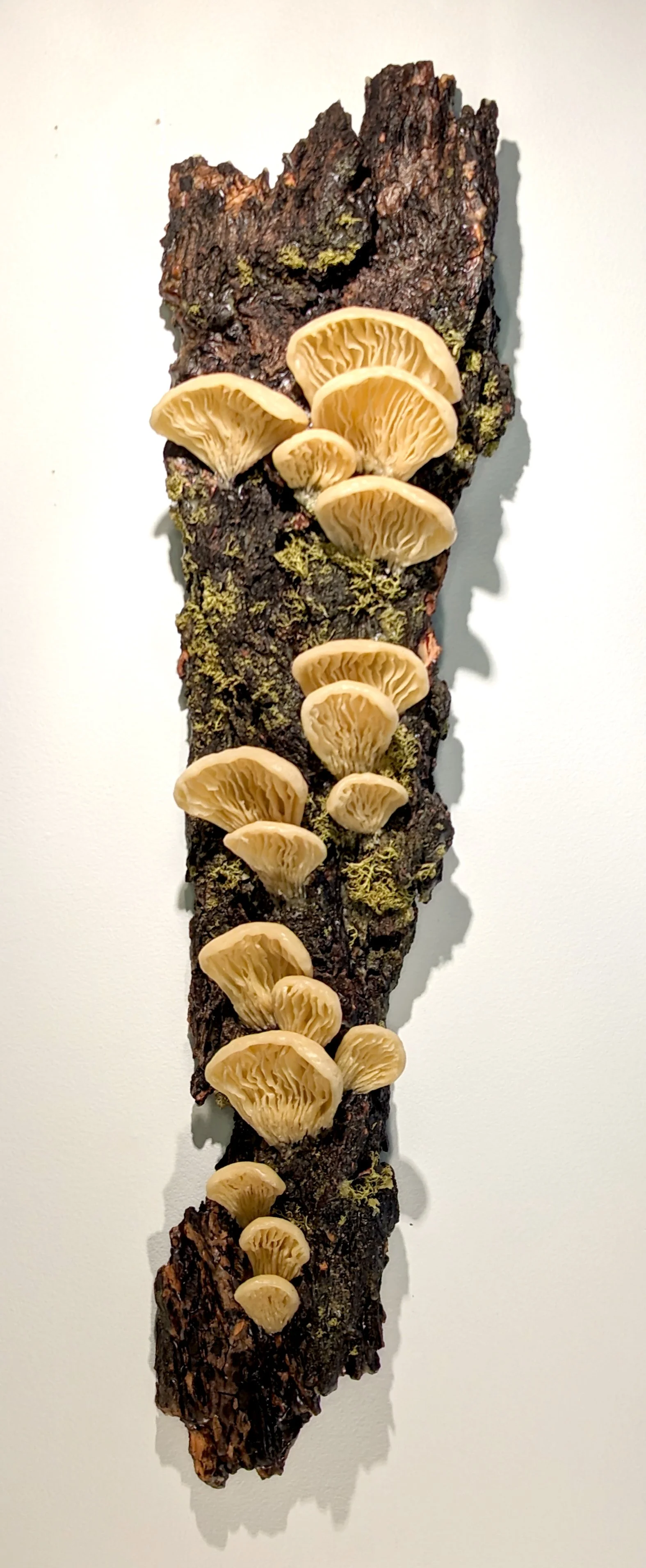 Hansen_Wolf Lichen & Fungi 2024.jpg