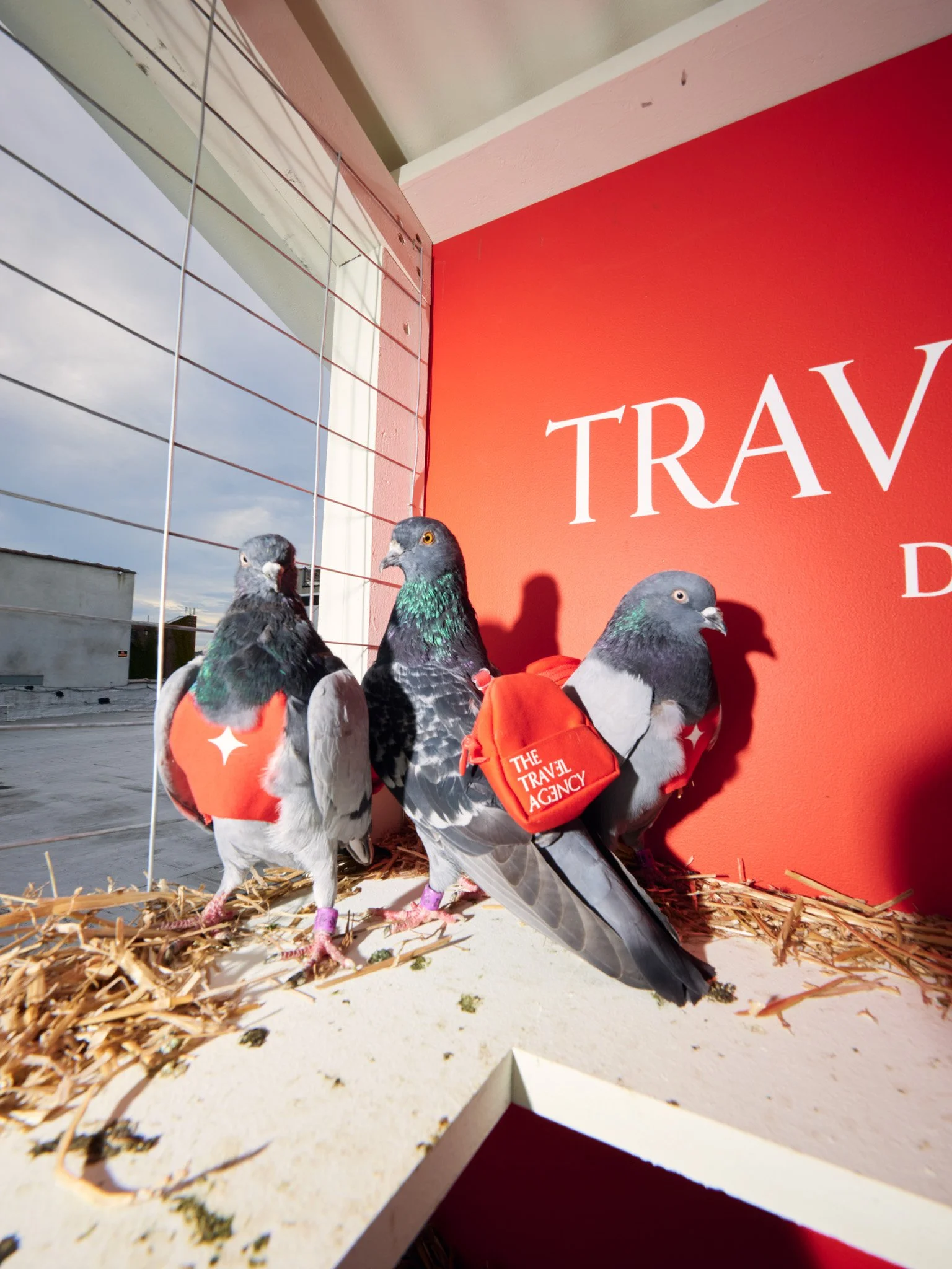 The Travel Agency Cannabis Carrier Pigeon Campaign