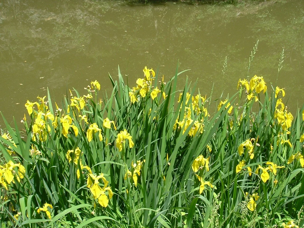 DSCF1242.JPG