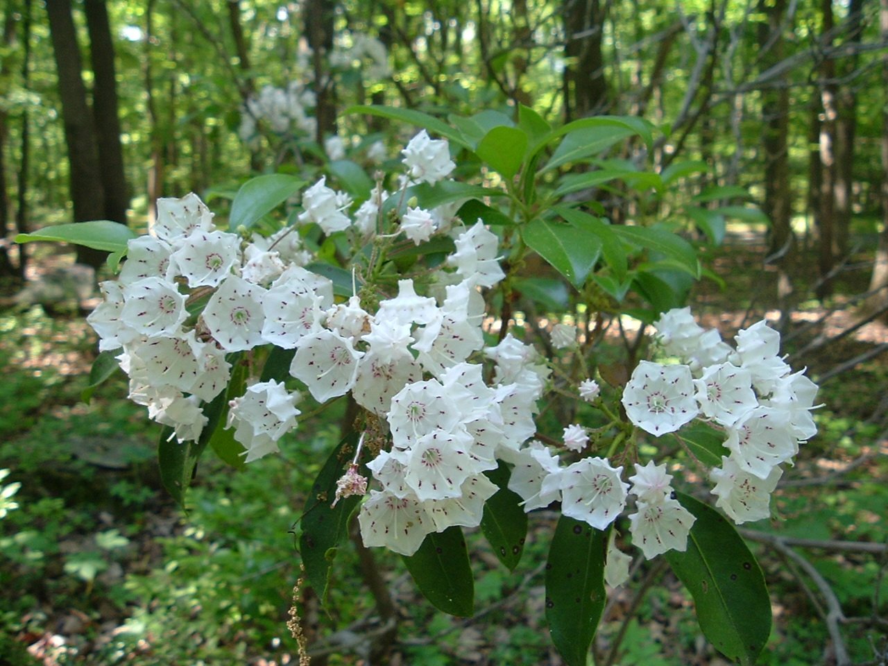 DSCF1264.JPG