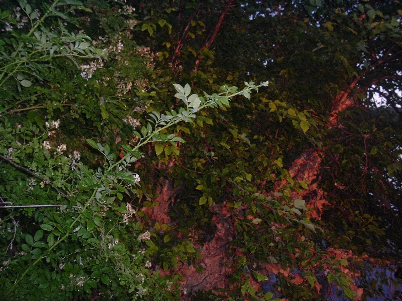 DSCF1288.JPG