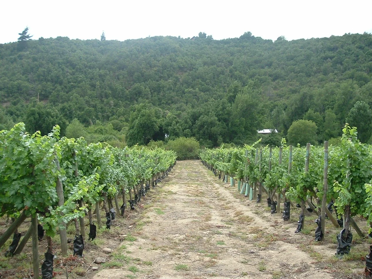 Vineyard rows with green grapevines on stakes, surrounded by trees and hills in the background.
