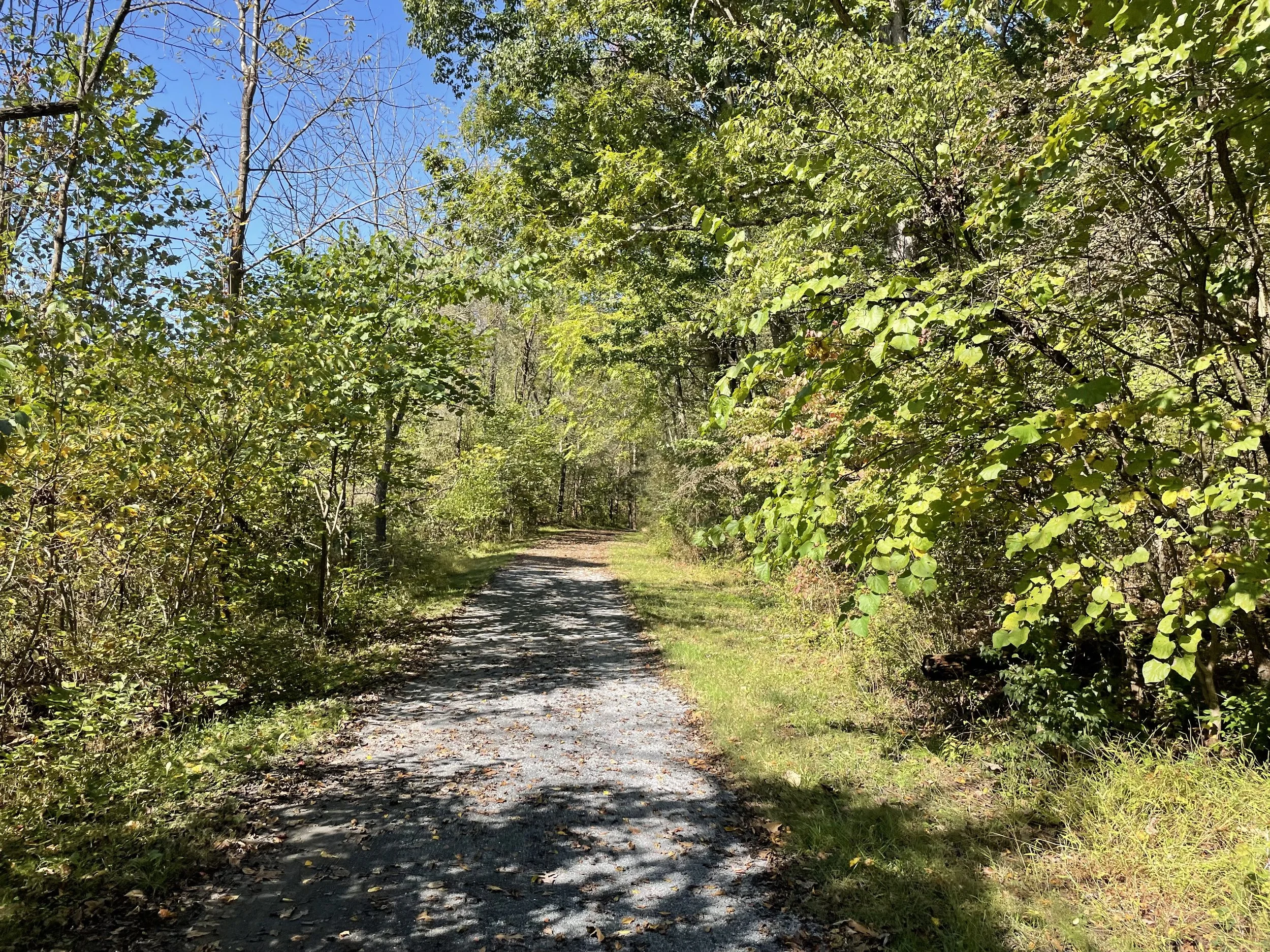 A gravel path winding through a lush green forest under a clear blue sky.