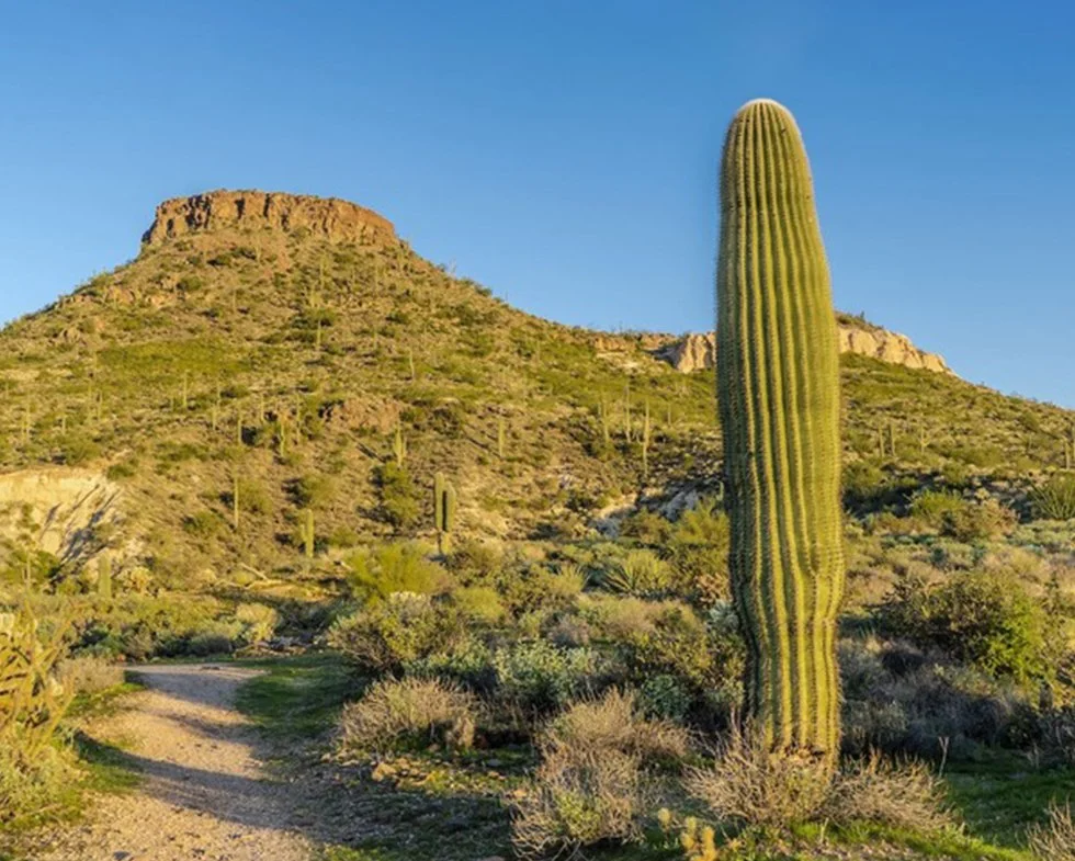 Understanding Depression: Causes, Symptoms, and Coping Strategies