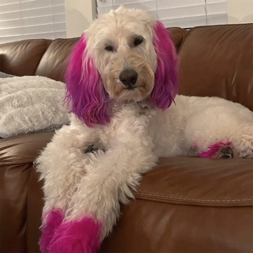 Stella, therapy dog at Elizabeth and Associates, friendly smiling portrait for Chandler Arizona counseling practice
