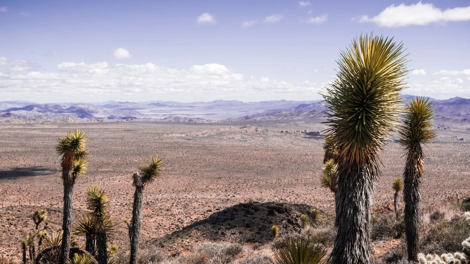 Wide view of a desert landscape with mountains in the distance, a partly cloudy sky, and several tall, spiky desert plants in the foreground.