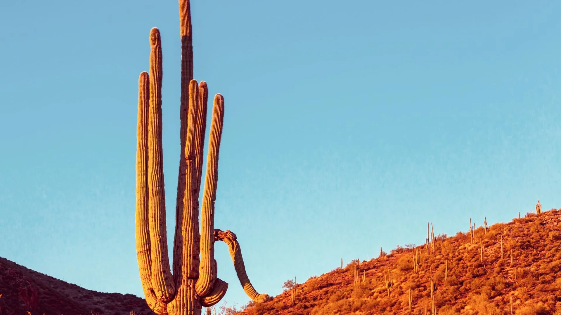 Tall saguaro cactus in a desert landscape with smaller cacti on a hillside, under a clear blue sky at sunset.