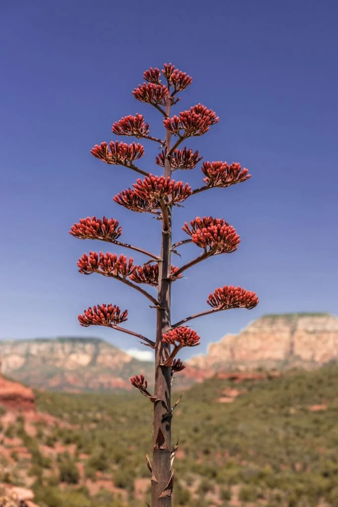Elizabeth and Associates counseling and therapy practice in Chandler Arizona, welcoming environment surrounded by beautiful Arizona desert landscape