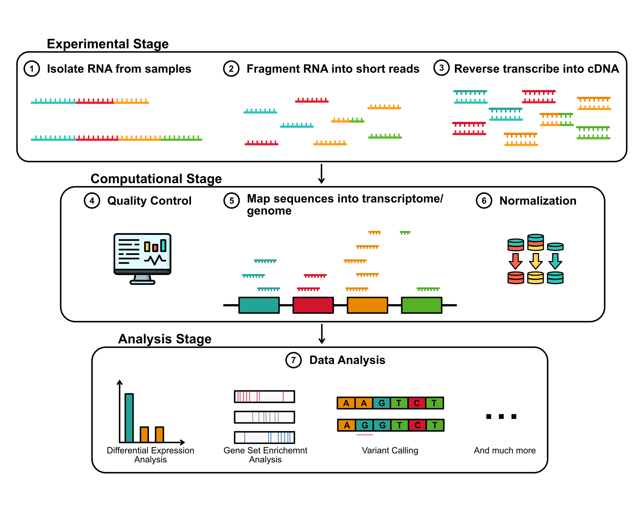 Flowchart outlining steps in genetic sequencing: experimental stages include RNA isolation, fragmenting into short reads, and reverse transcription into cDNA; computational stages involve quality control, mapping sequences to genome, and normalizatio