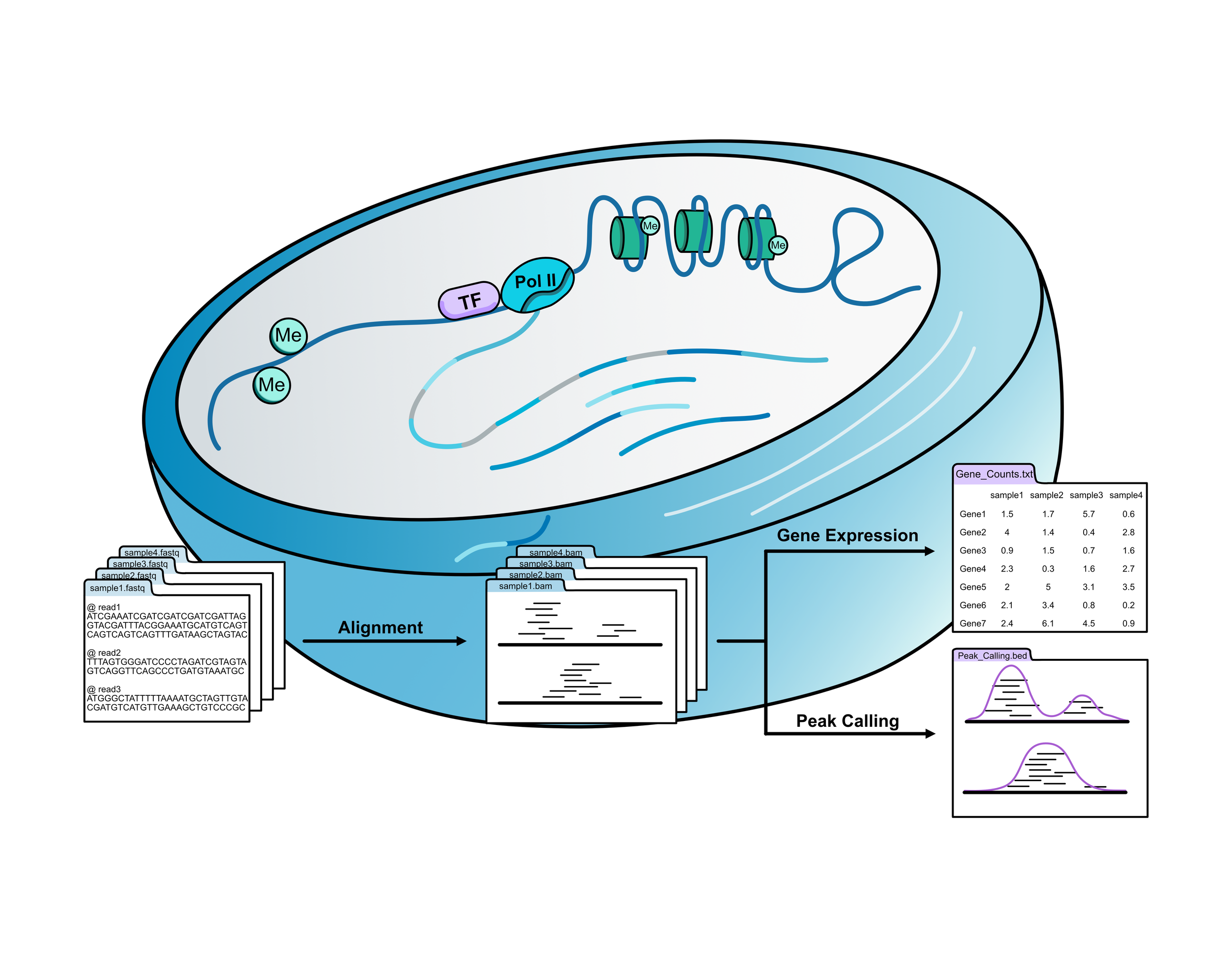 Diagram of gene expression analysis in a cell. Shows DNA sequencing reads aligned to a genome, with steps for alignment, gene expression measurement, and peak calling. Includes tables of gene expression data and peak callings.