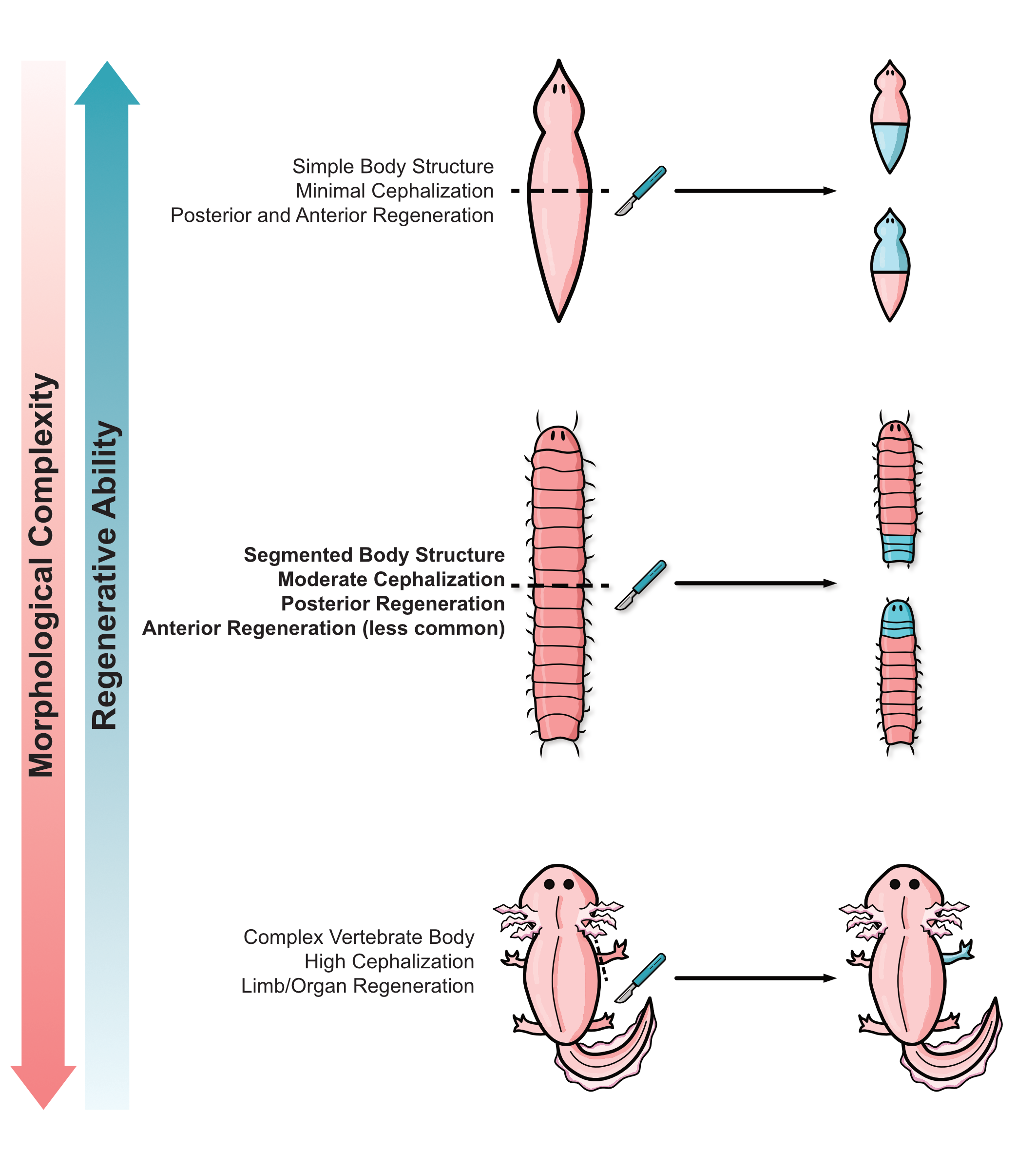 Diagram showing three levels of biological complexity and regenerative ability: simple body structure with minimal cephalization, segmented body with moderate cephalization, and complex vertebrate body with high cephalization, illustrating progressive regenerative capacities from posterior regeneration to limb and organ regeneration.