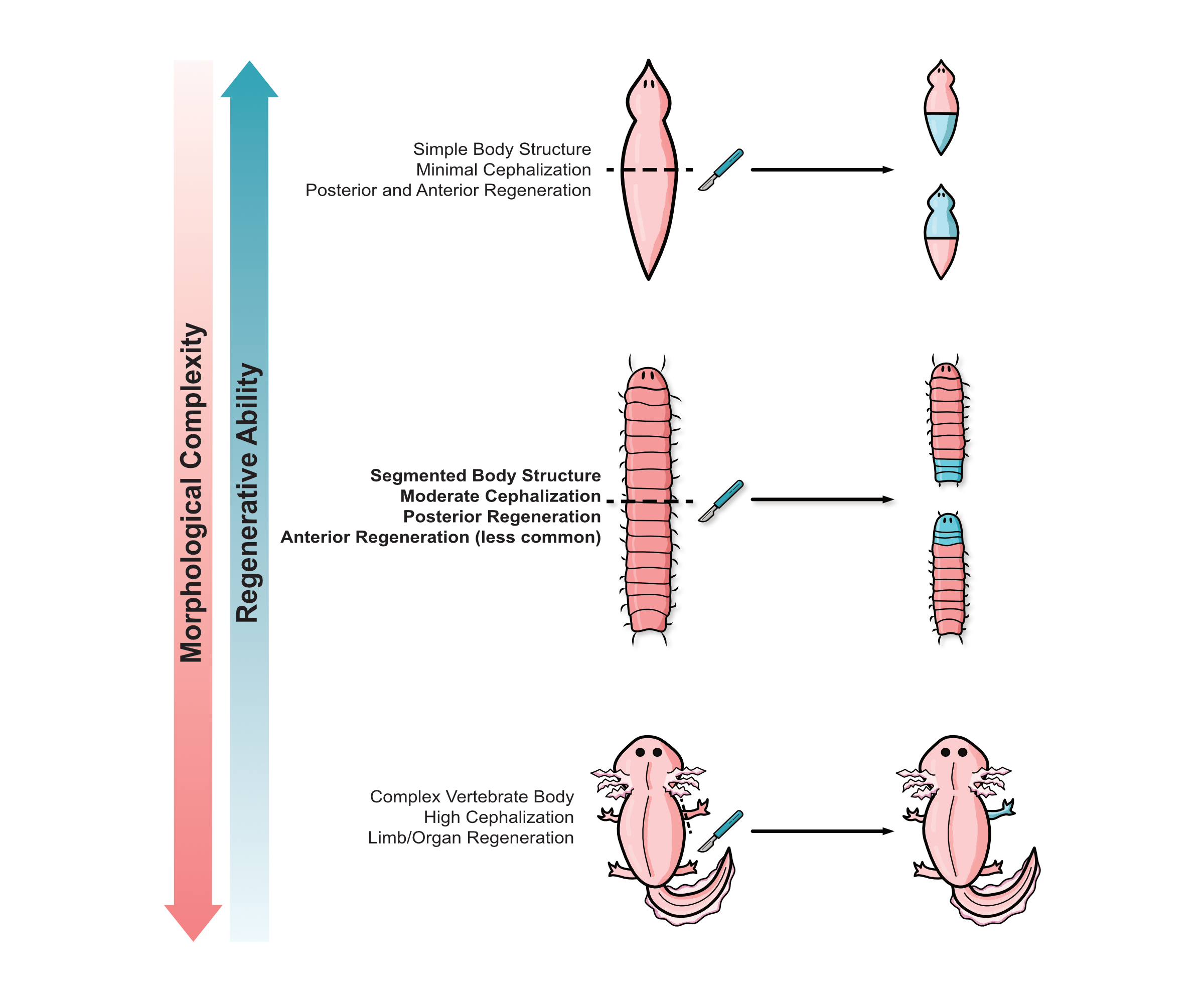 Diagram showing three levels of biological complexity and regenerative ability: simple body structure with minimal cephalization, segmented body with moderate cephalization, and complex vertebrate body with high cephalization, illustrating progressiv