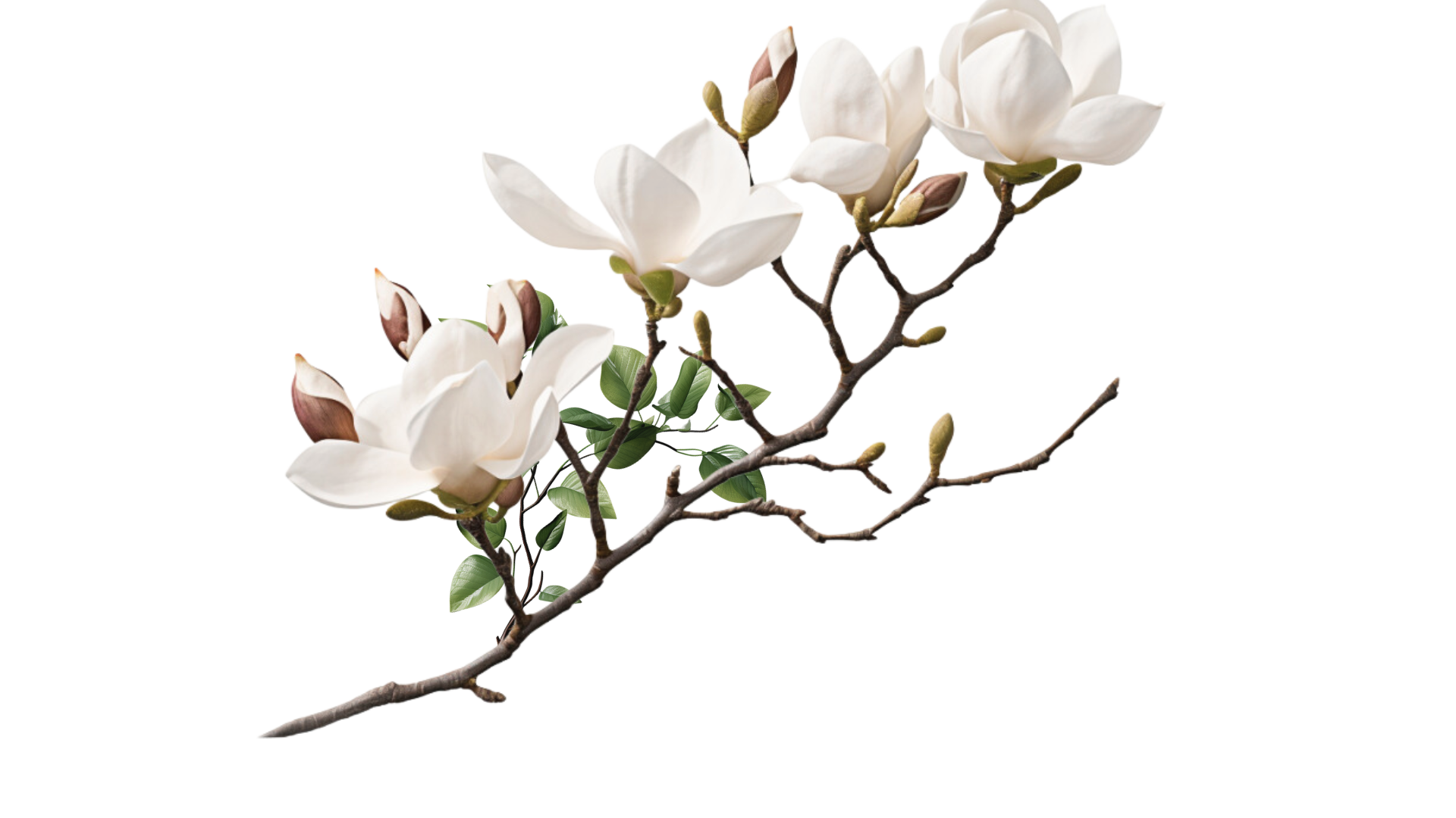 Close-up of white magnolia flowers blooming on a tree branch against a plain white background.