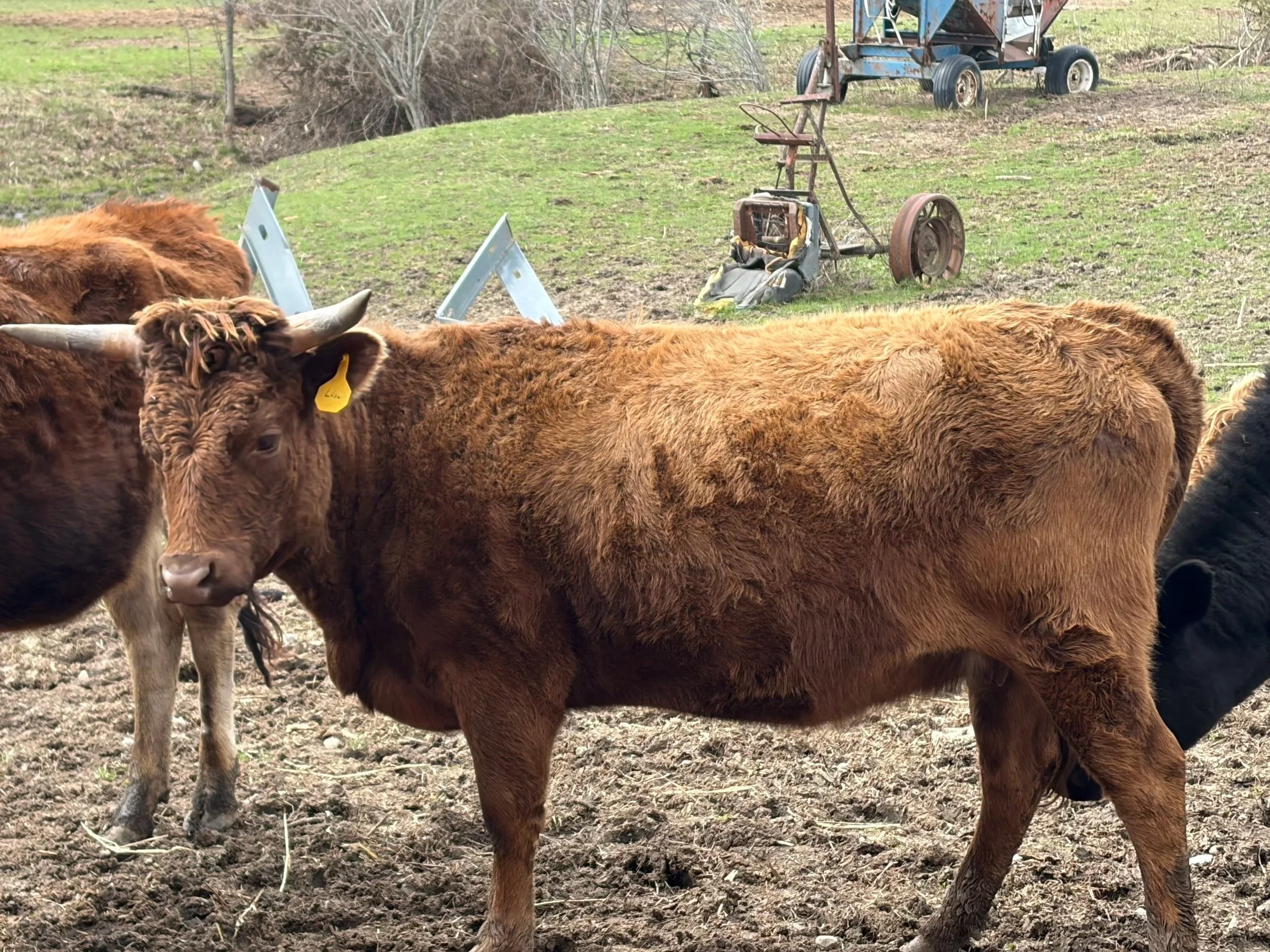 For Sale: Abernathy Bros Lisa